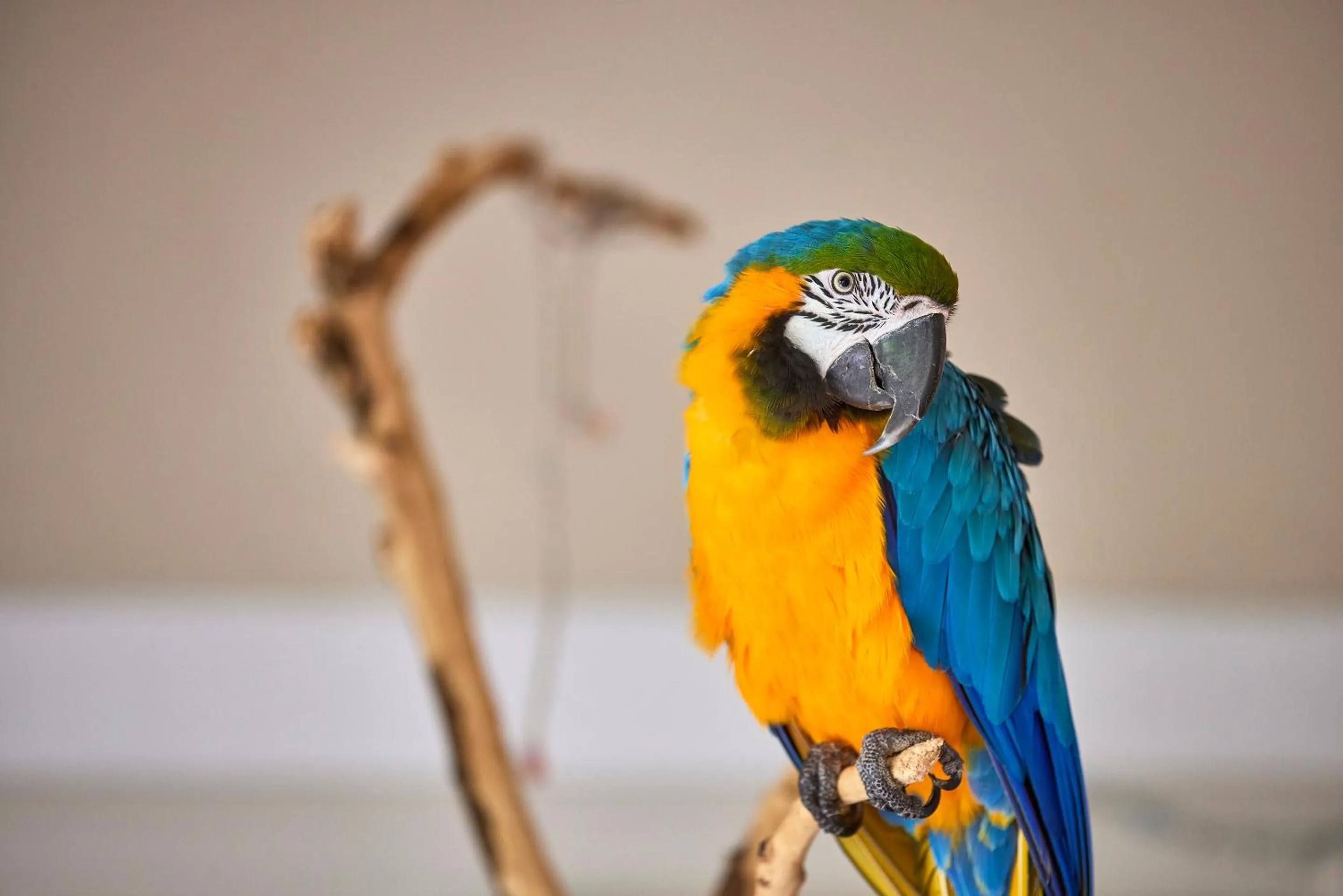 Animals in Son Sant Jordi