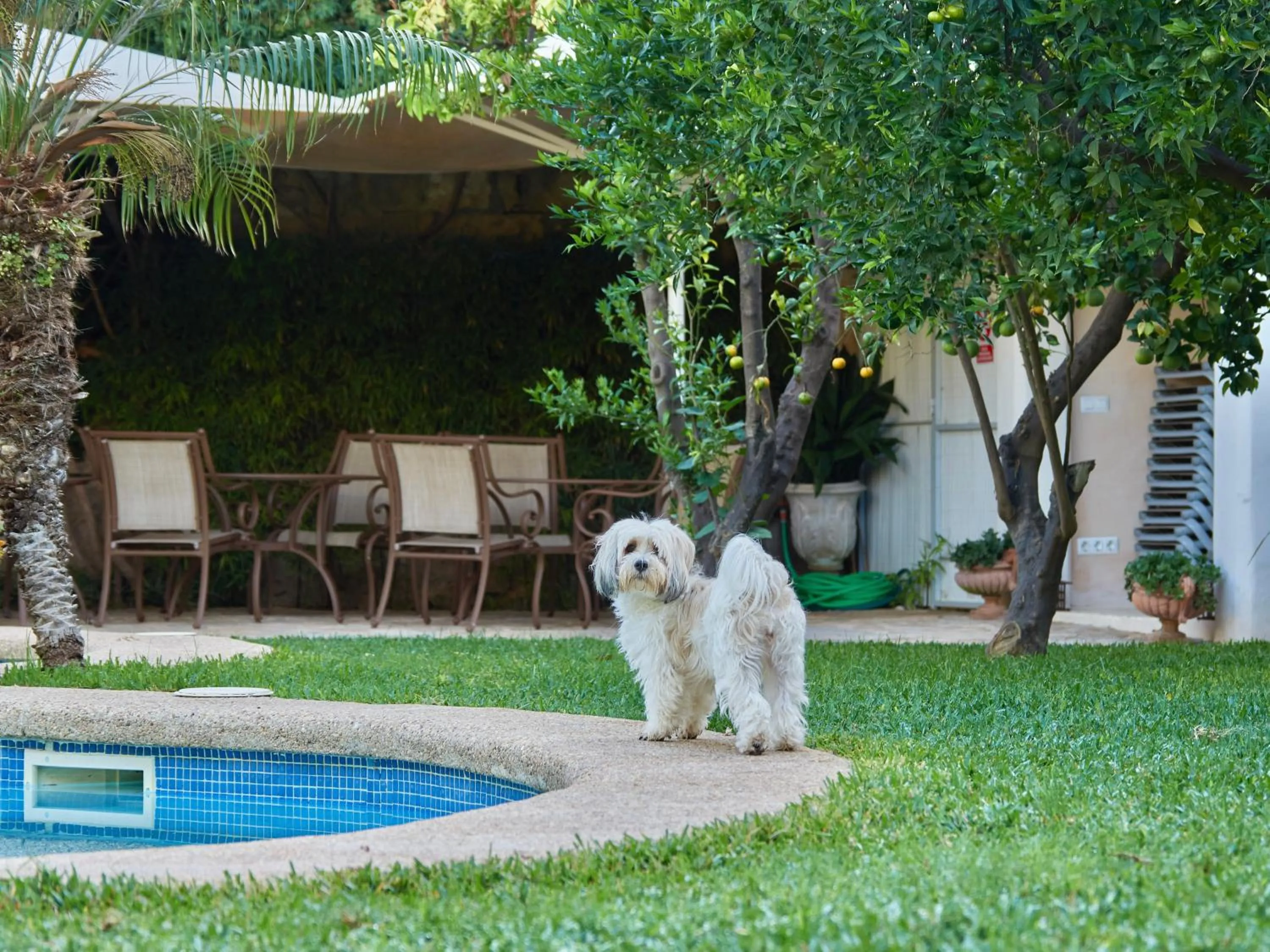 Pets in Son Sant Jordi