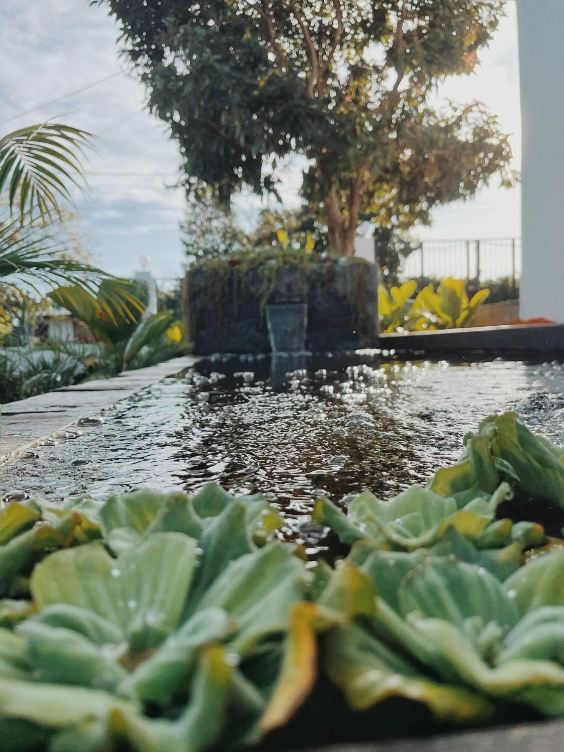 Natural landscape in XOM House Biển Hồ