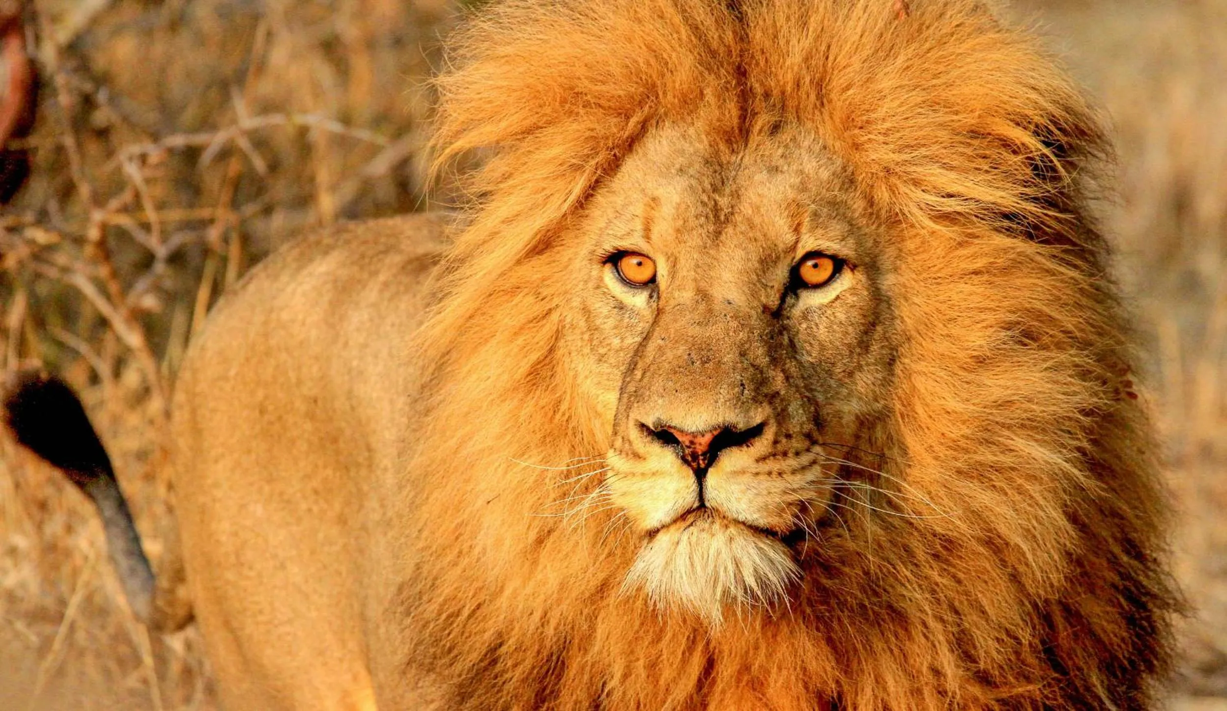 Animals in SleepOver Phabeni