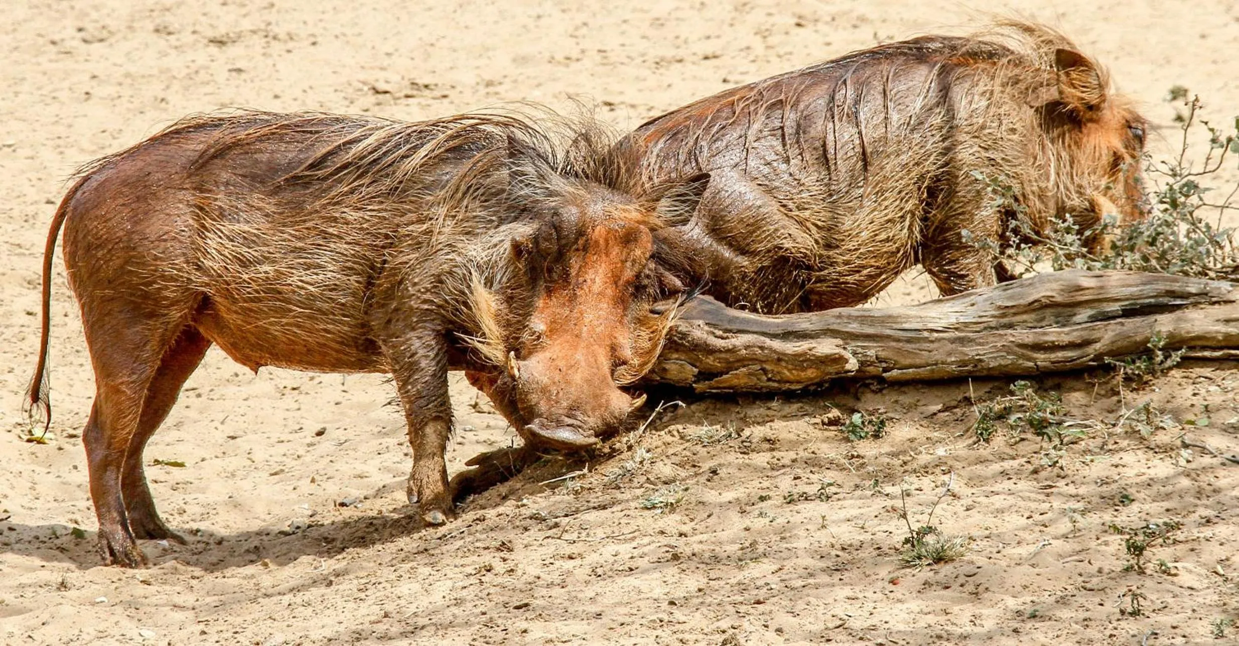 Animals in SleepOver Phabeni