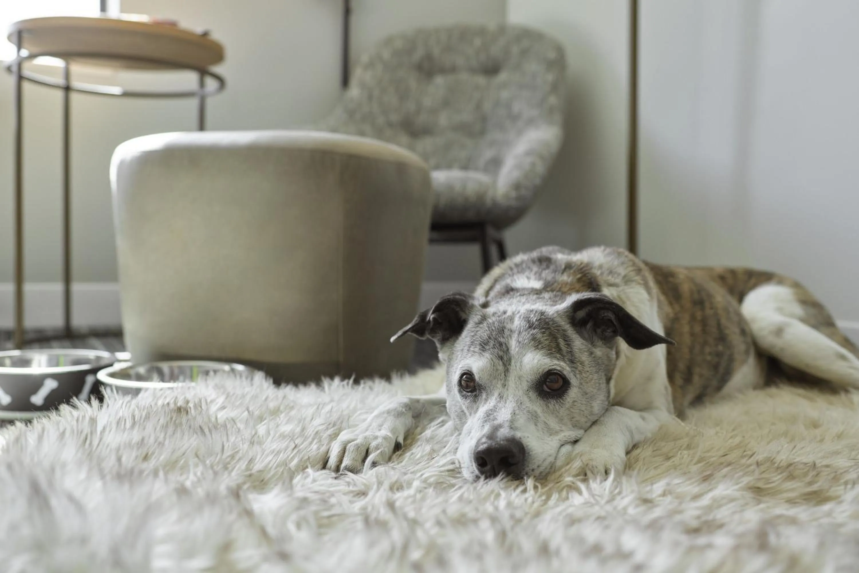 Photo of the whole room in TownePlace Suites by Marriott Hixson