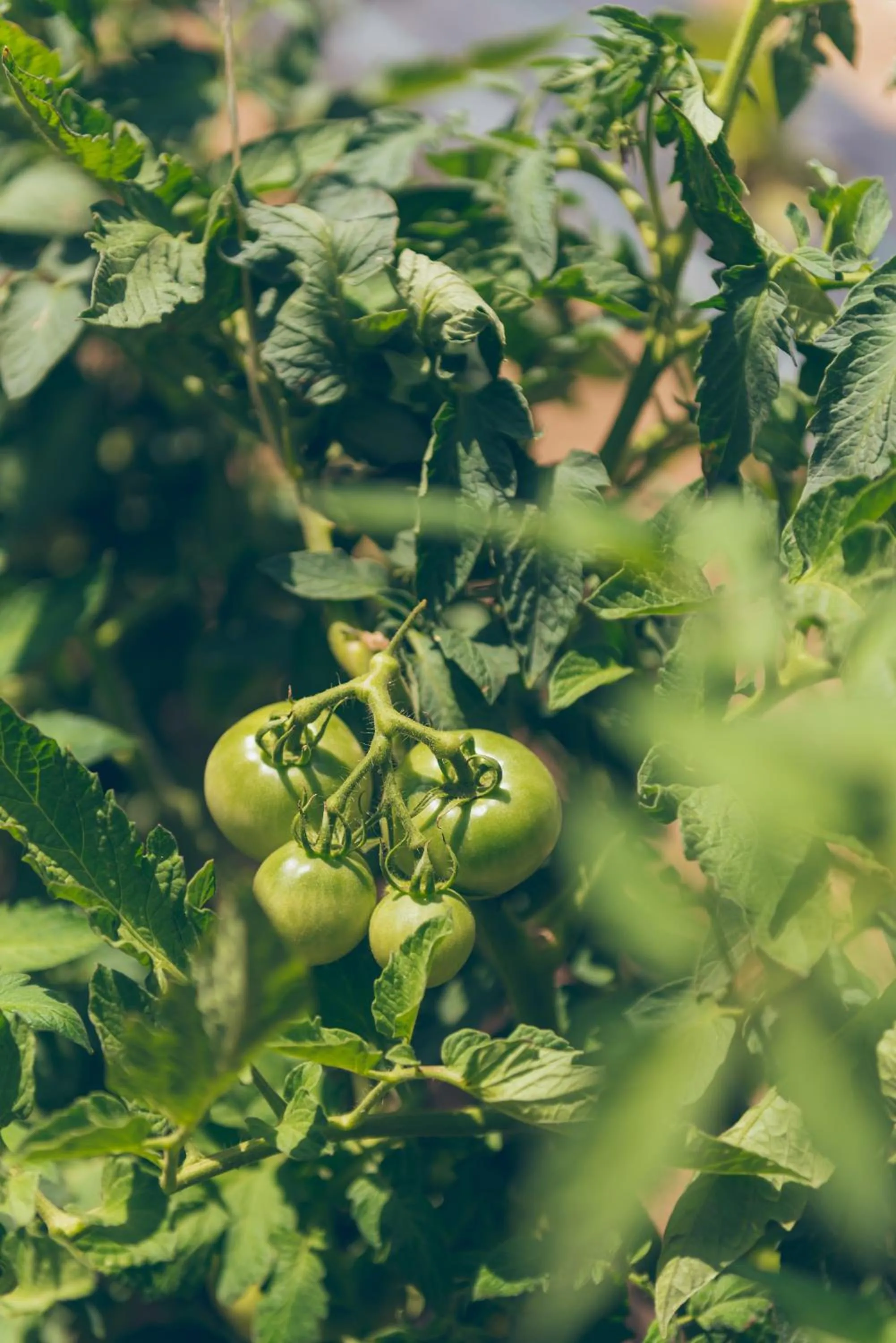 Spring in Pierre & Vacances Resort Bonavista de Bonmont