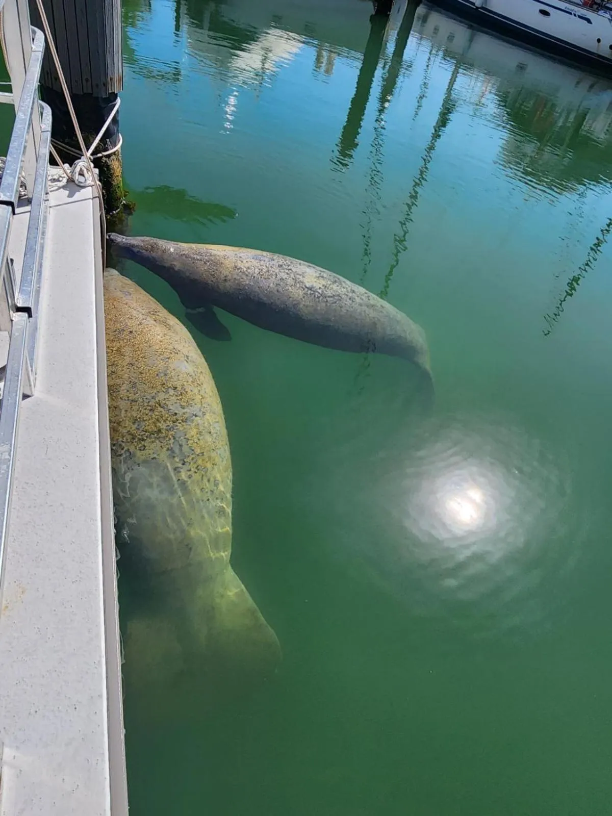 Animals in Yacht Haven