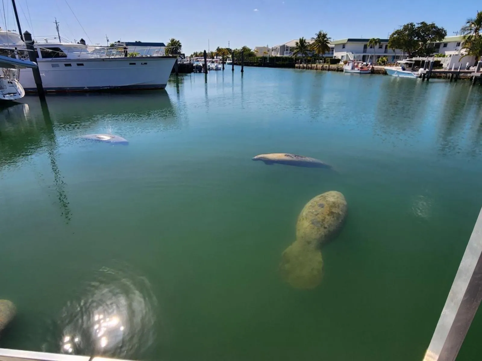 Natural landscape in Yacht Haven