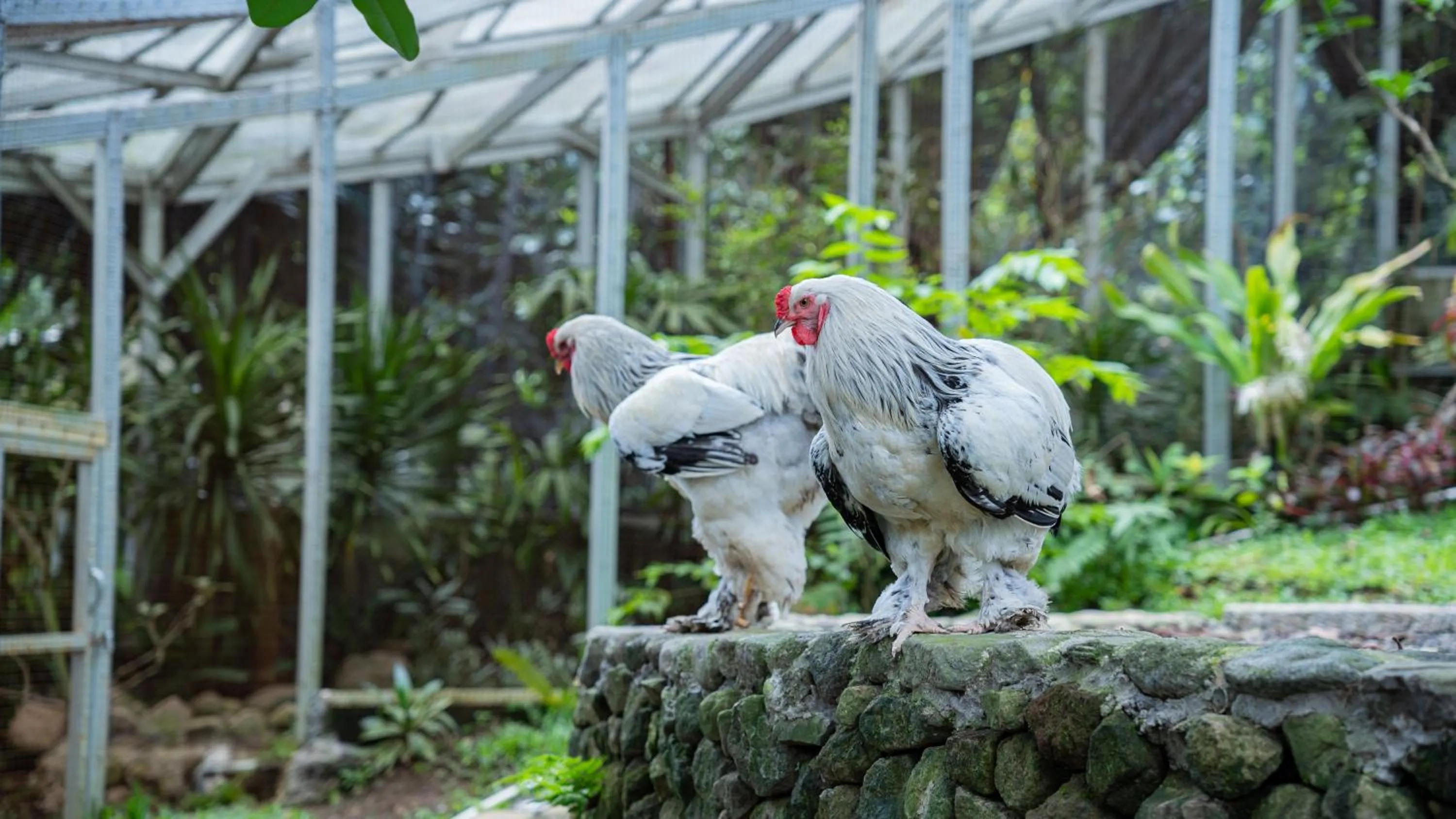 Day in Leuweung Geledegan Ecoldge