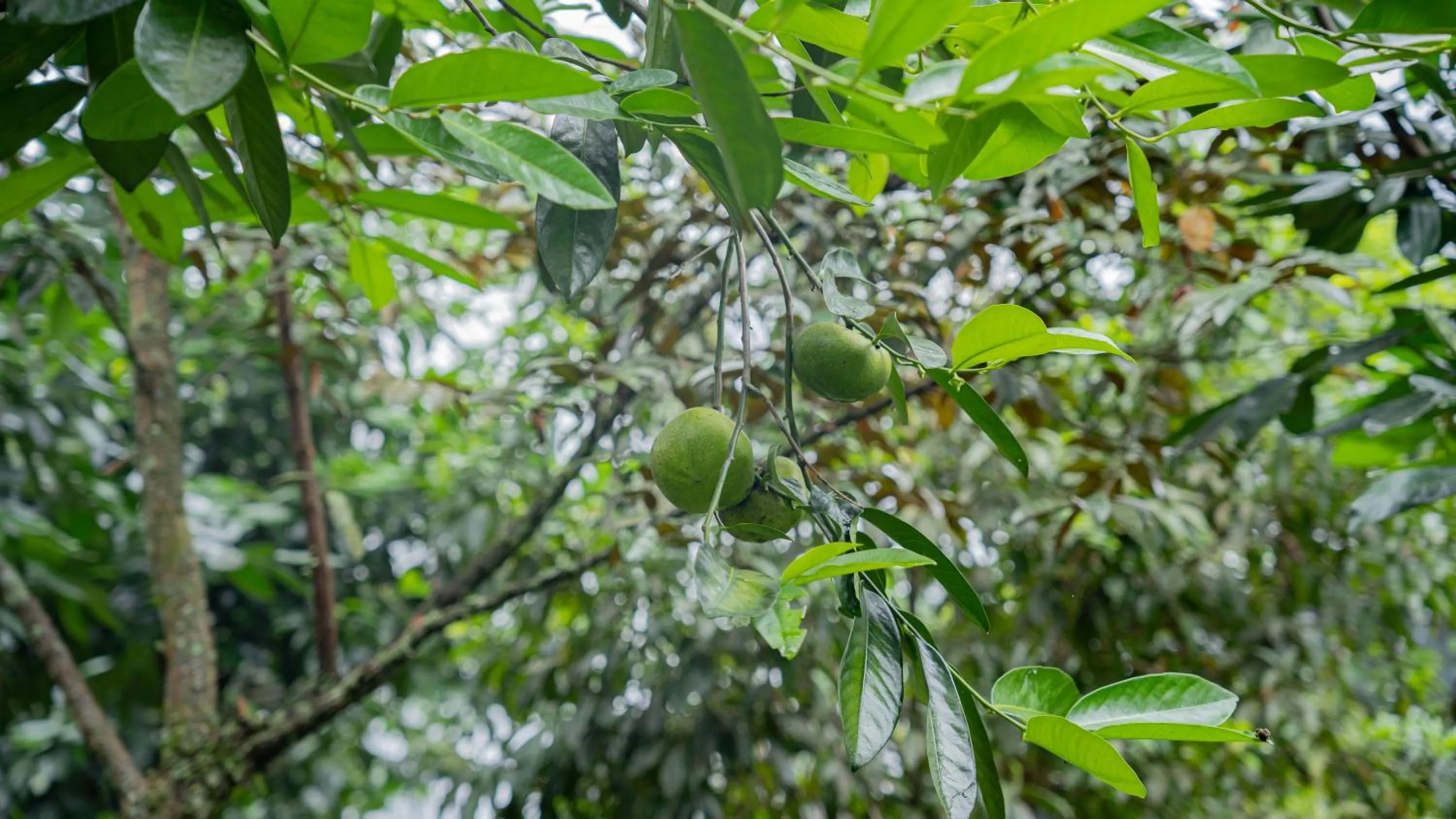 Spring in Leuweung Geledegan Ecoldge