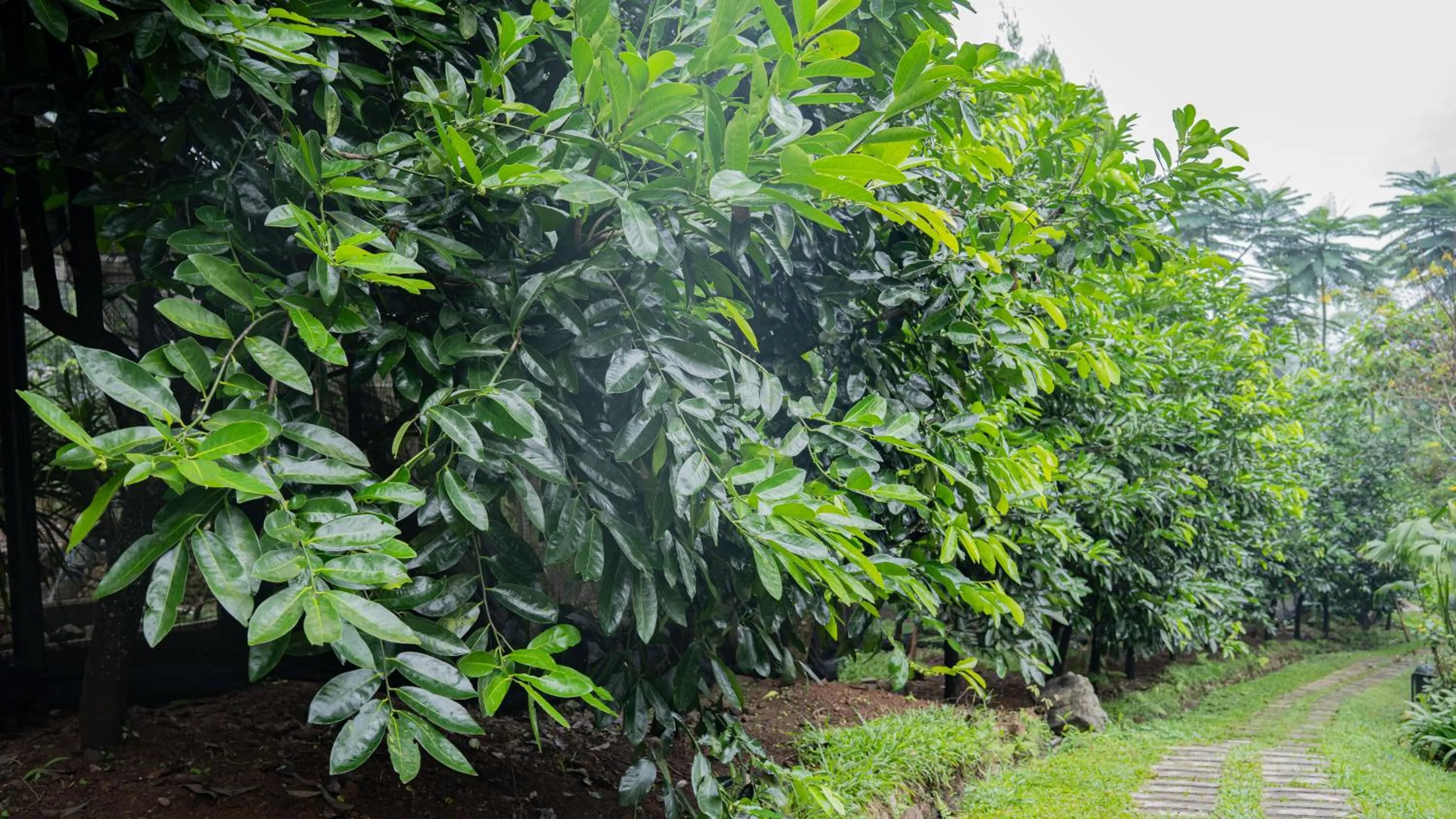 Spring in Leuweung Geledegan Ecoldge