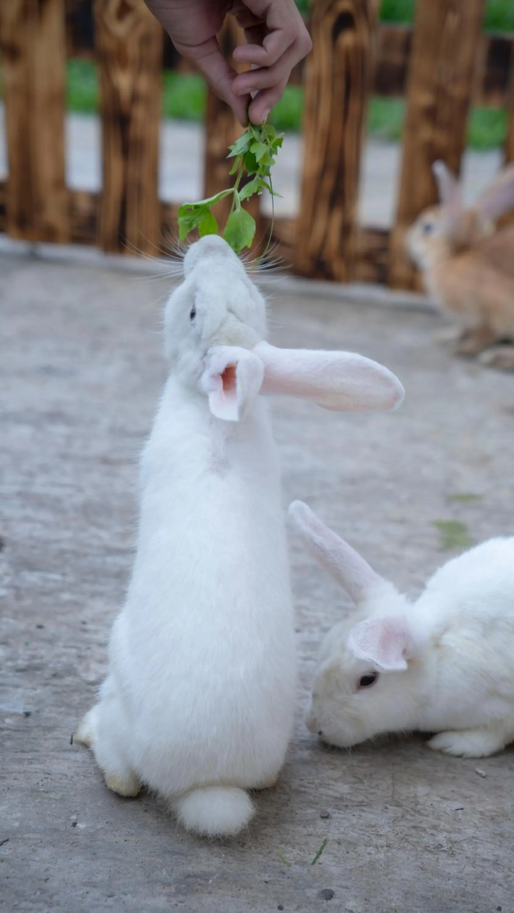 Activities in Leuweung Geledegan Ecoldge