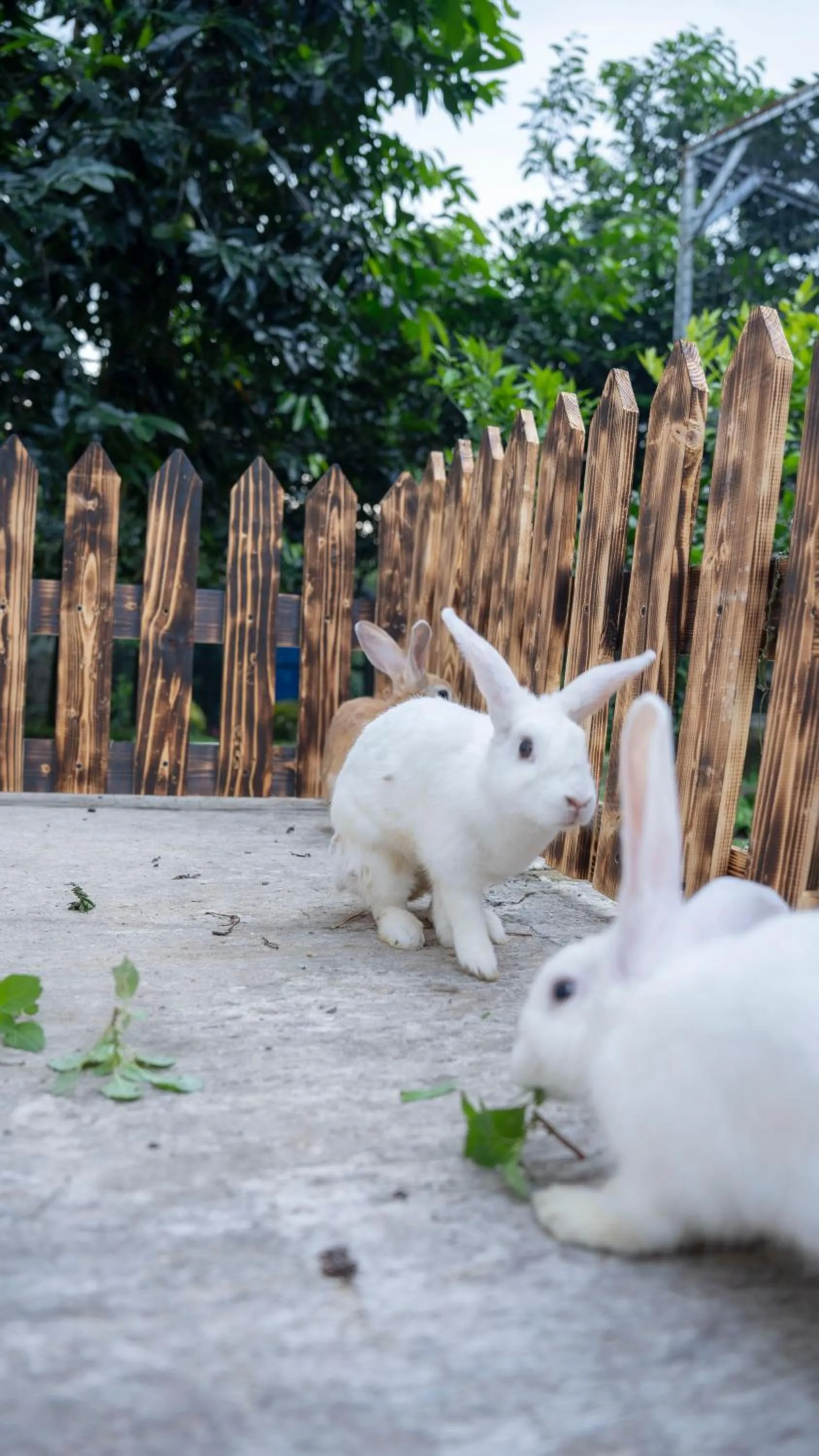 Day in Leuweung Geledegan Ecoldge