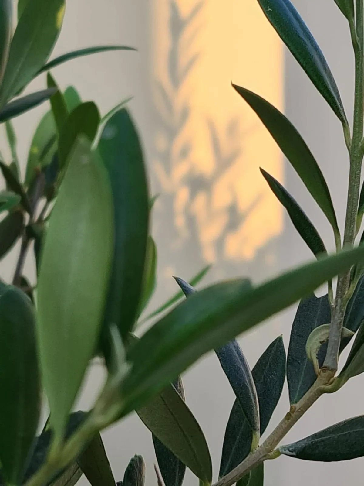 Balcony/Terrace in Hostal Hom Museo