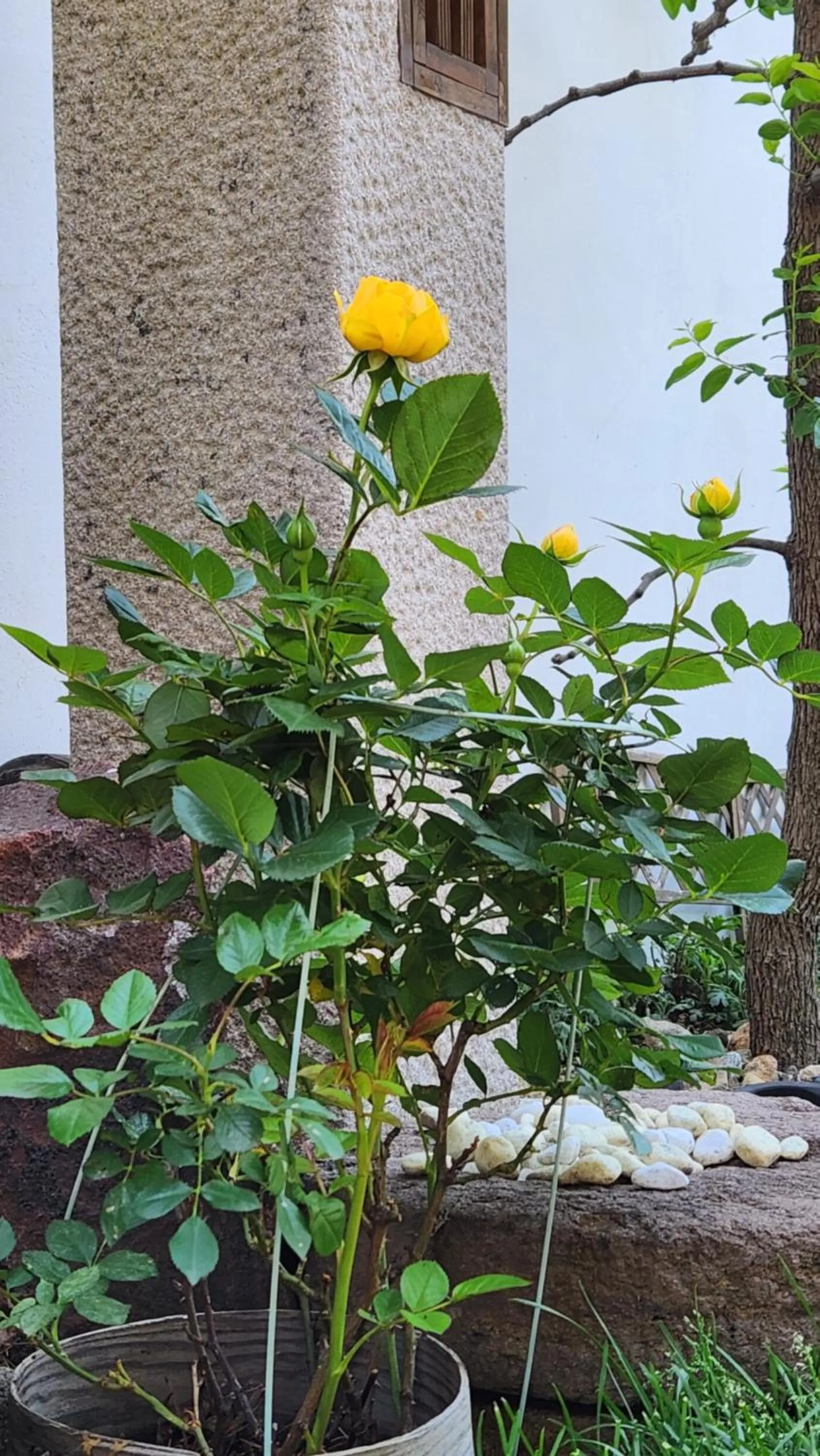 Garden view in HanokInn