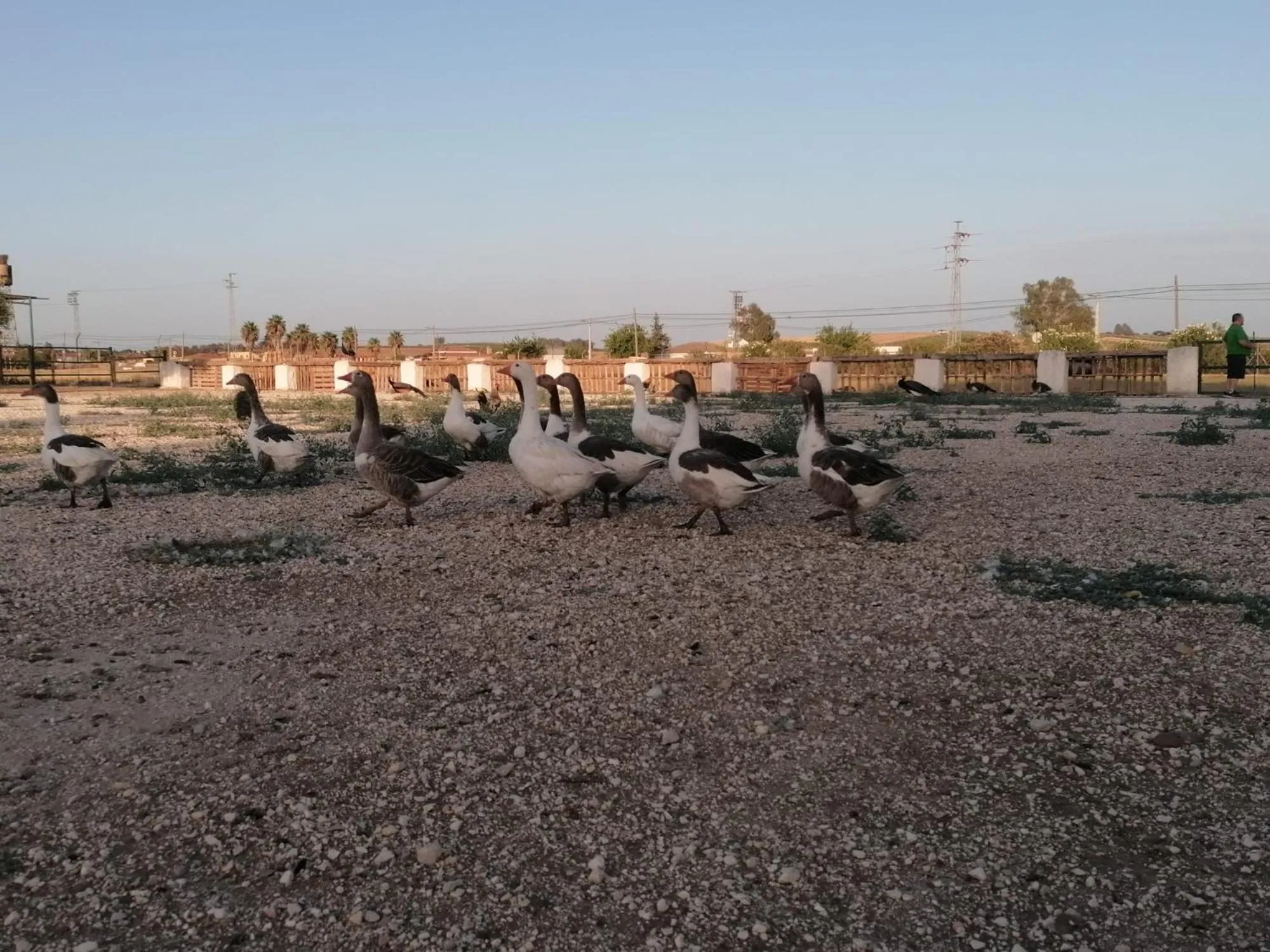 Animals in Camping Carlos III