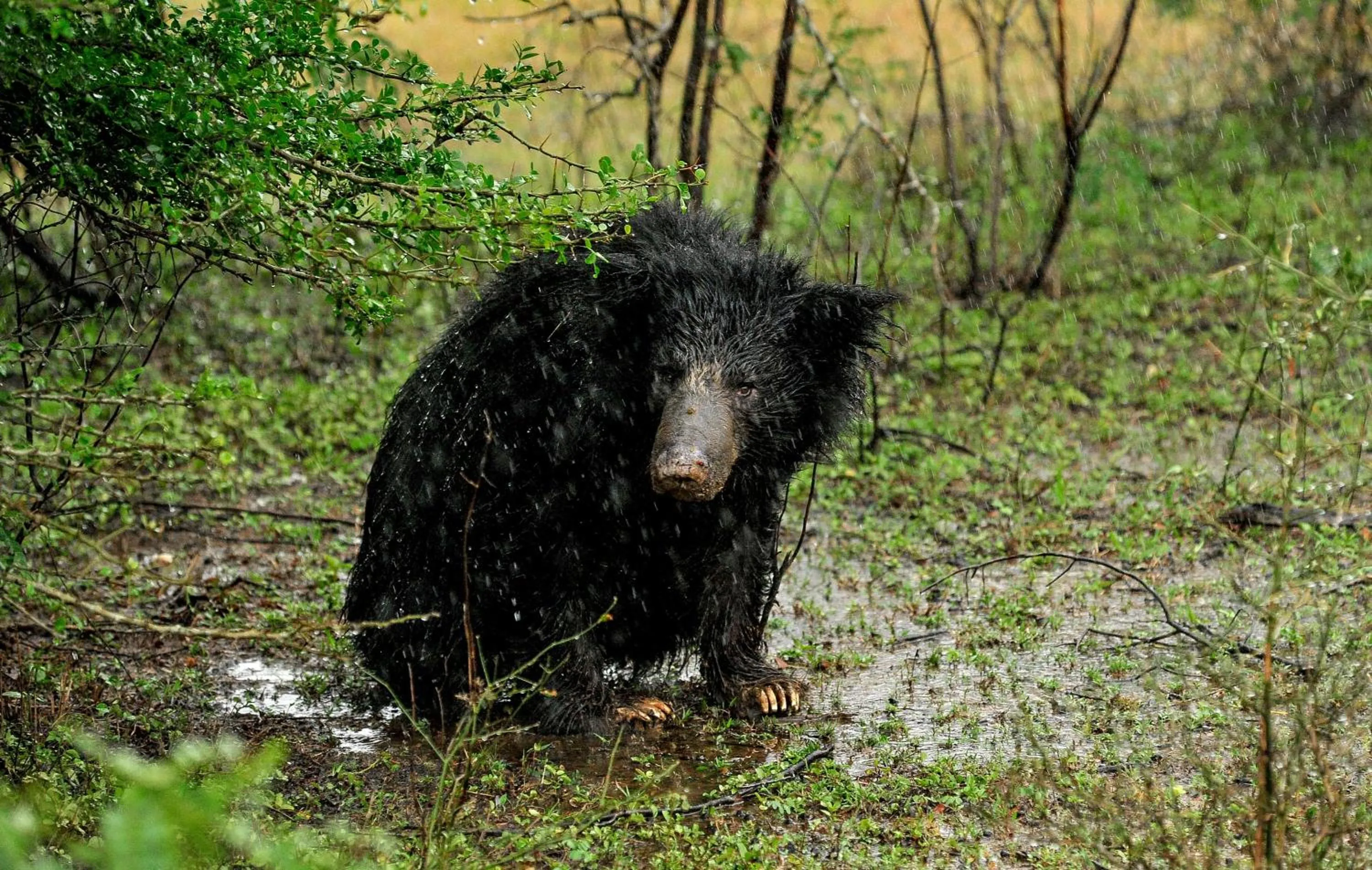 Animals in Allure Yala Luxury Suites by Allure Leisure