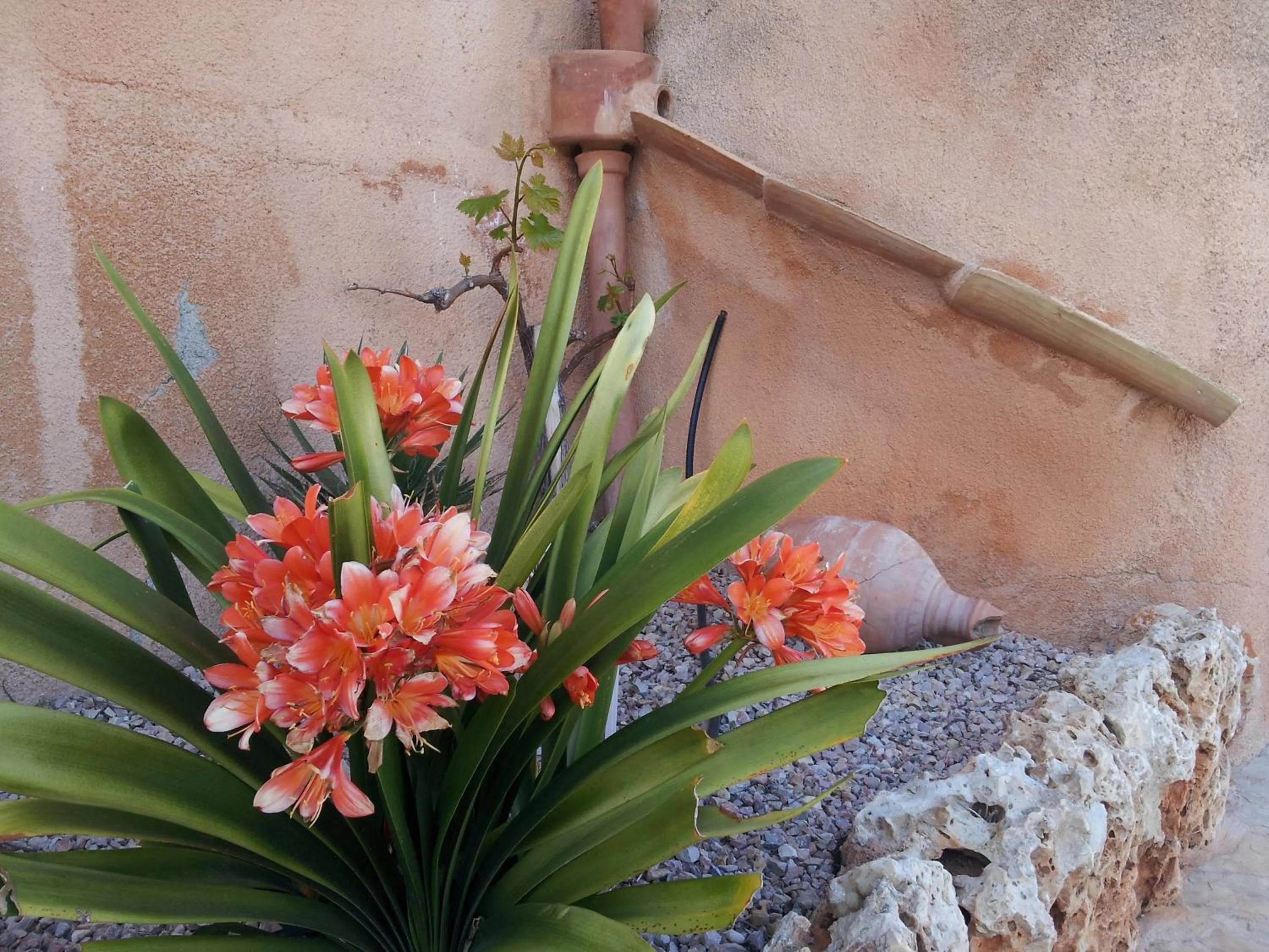 Spring in Agroturisme Es Picot