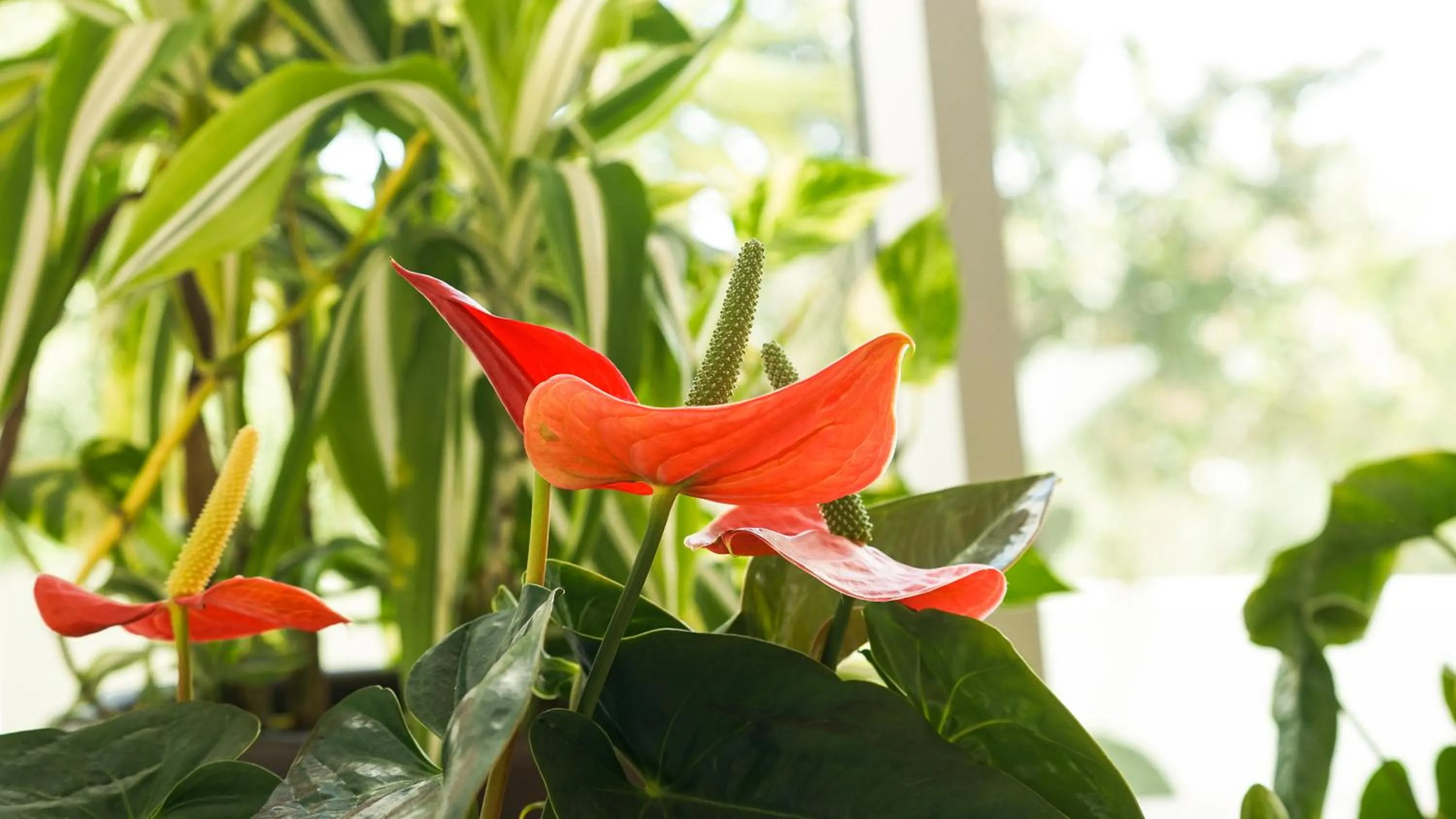 Area and facilities in Hotel Pradillo Conil