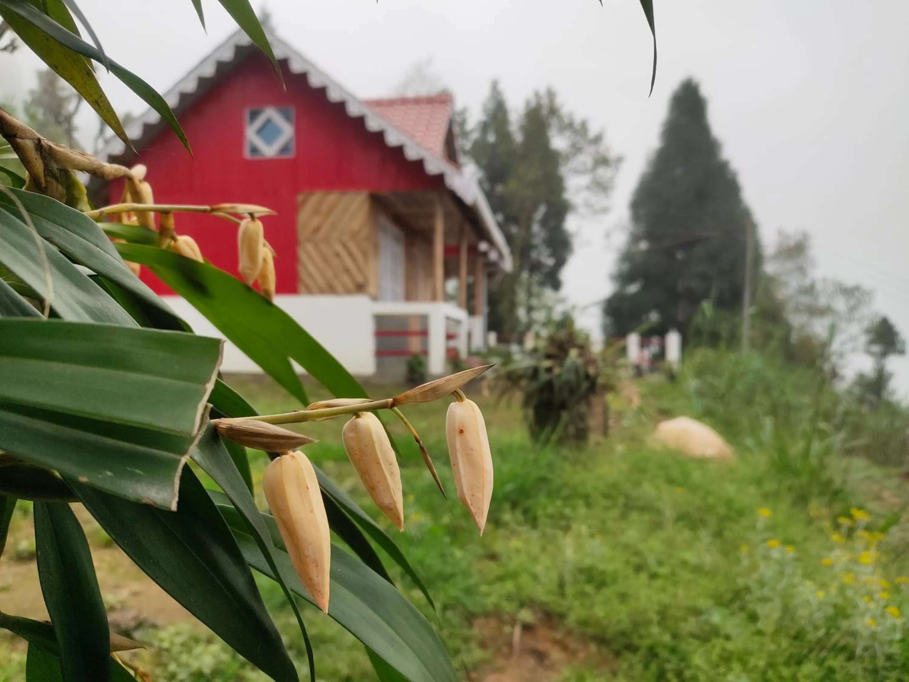 Garden in Boho Homestay, Rangbhang