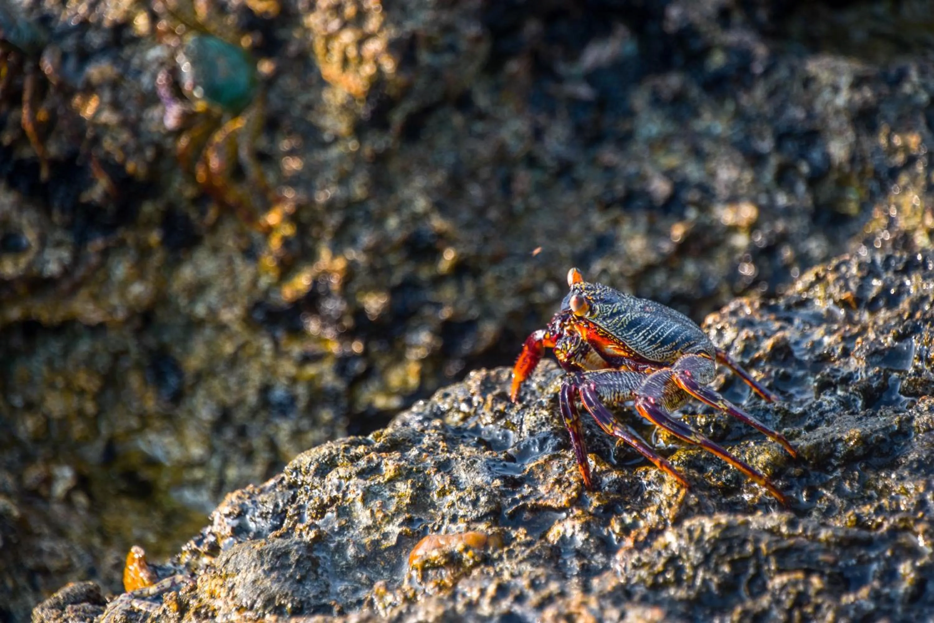 Animals in ARA Beach Resort Mirissa