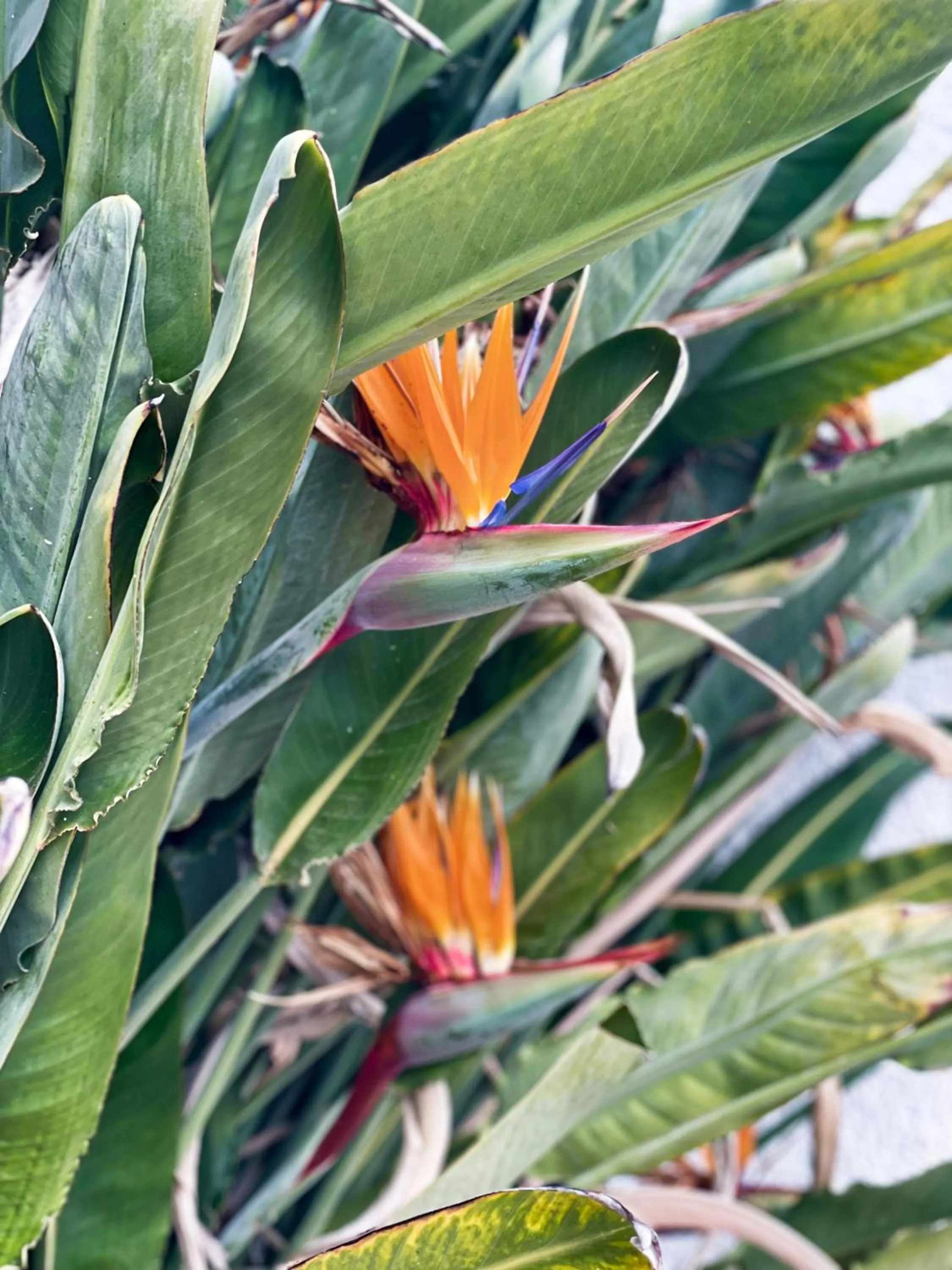 Decorative detail in Hotel Turissa