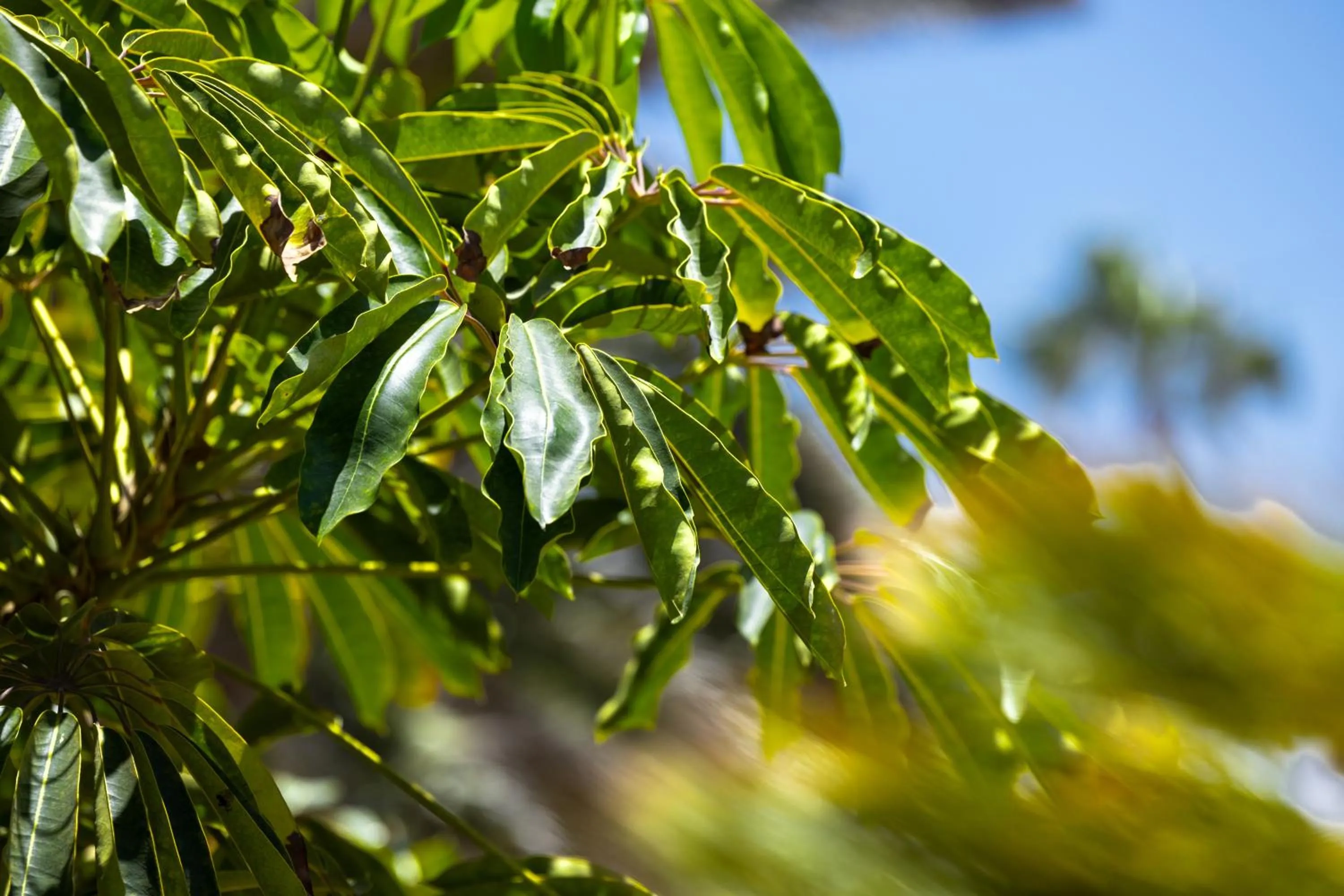 Garden in Fuentepark Apartments