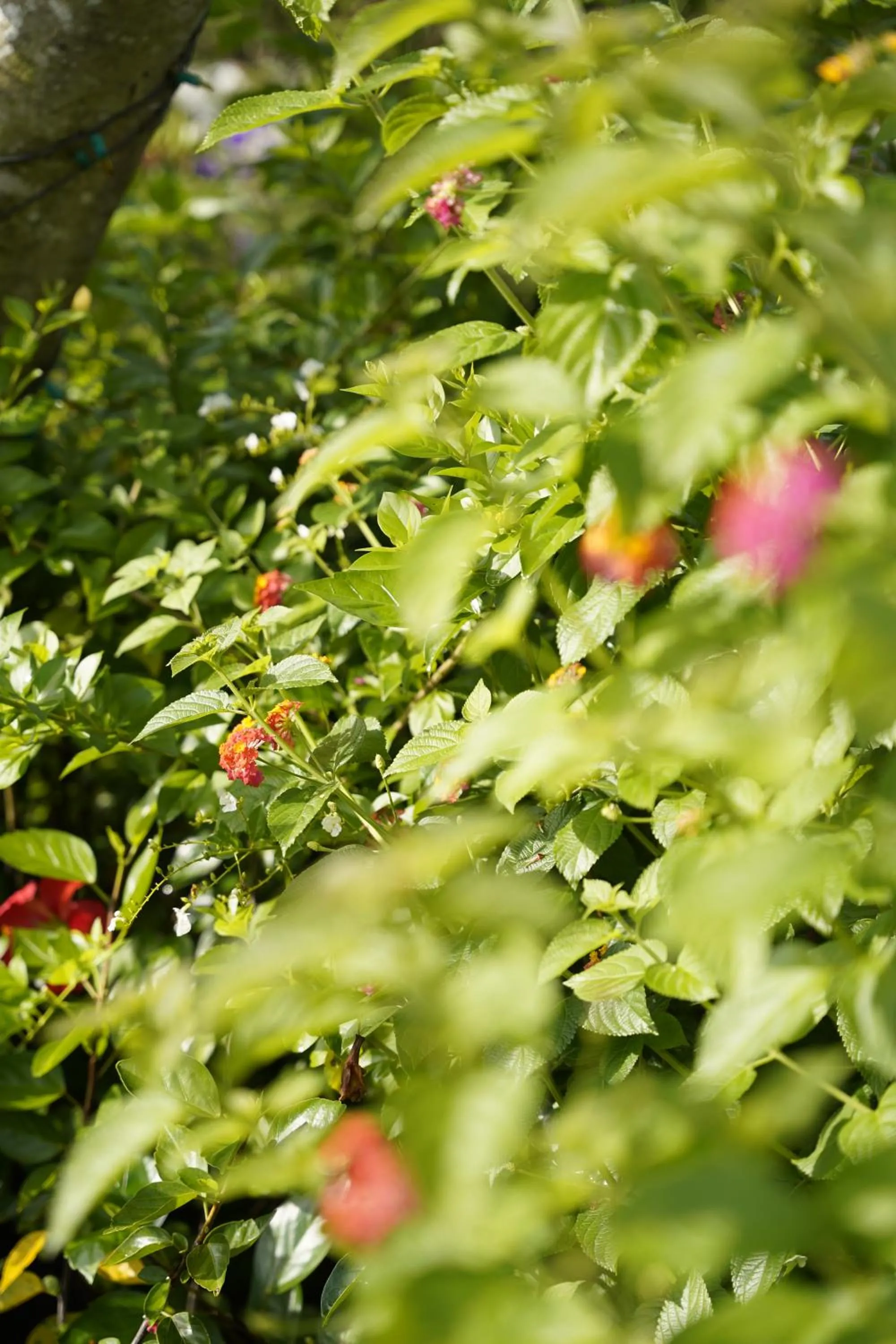 Garden in GREENECO DA LAT HOTEL - Khách sạn Green Eco Đà Lạt