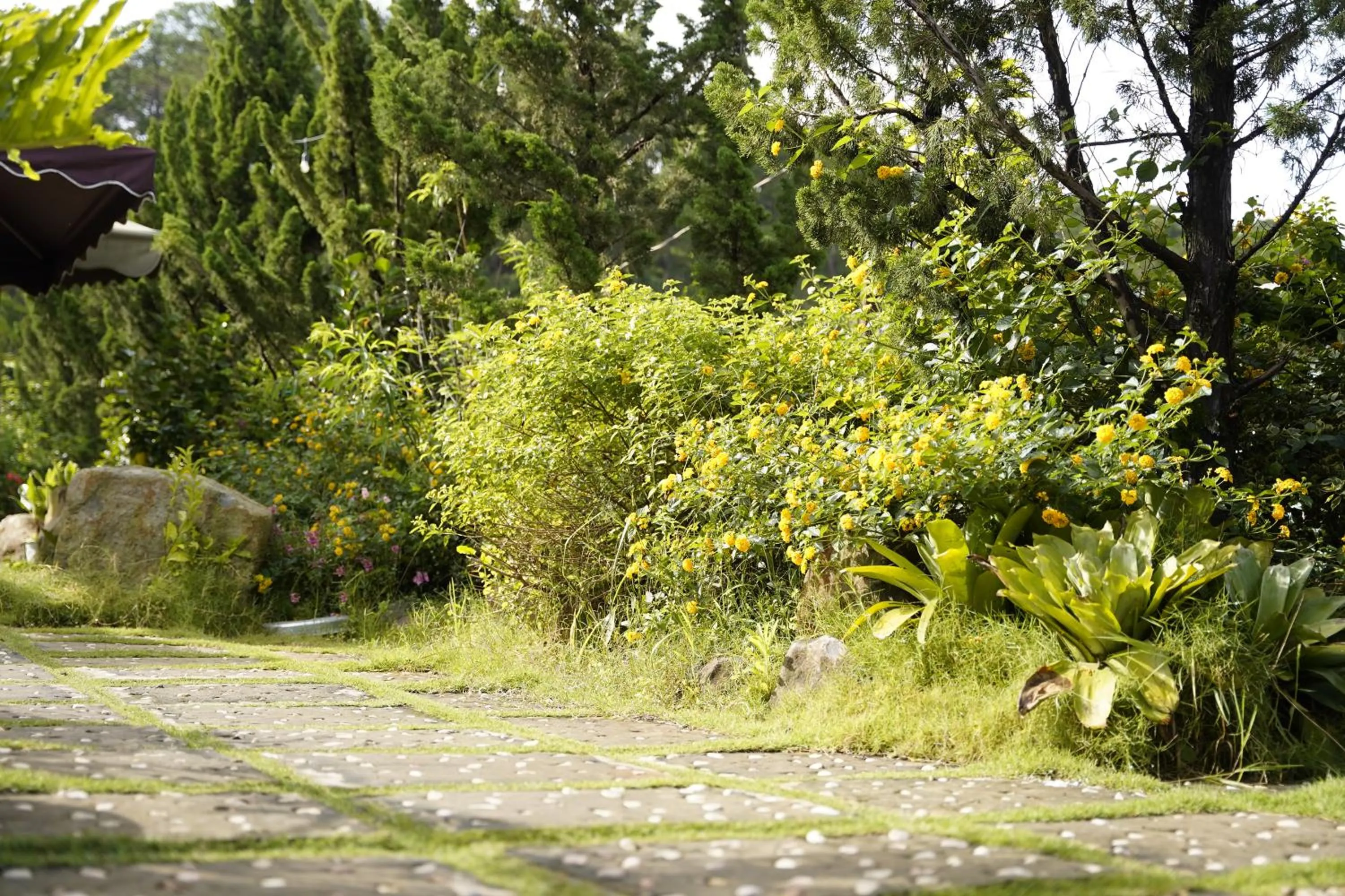 Garden in GREENECO DA LAT HOTEL - Khách sạn Green Eco Đà Lạt