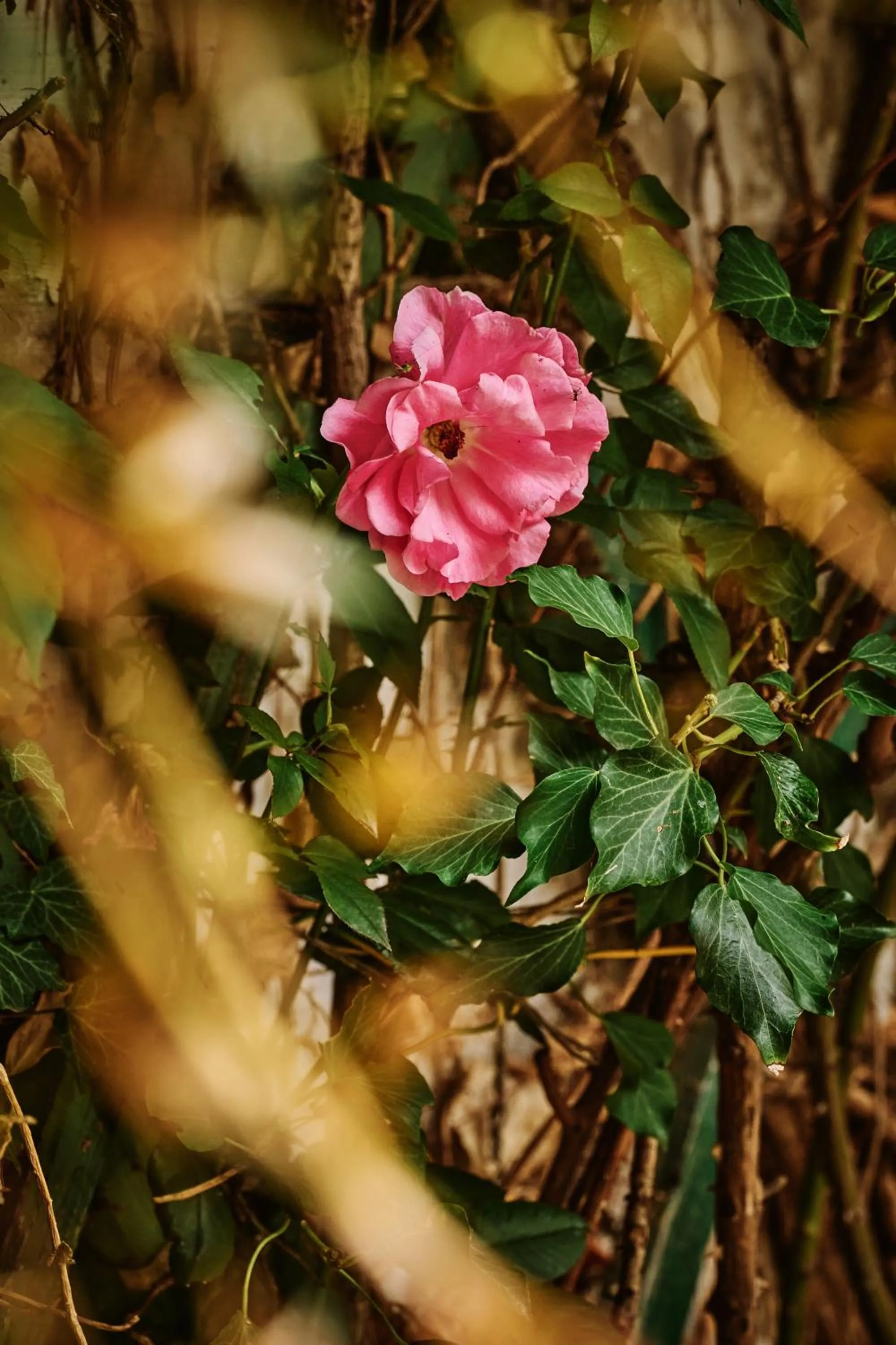 Summer in Hotel Deutschmeister