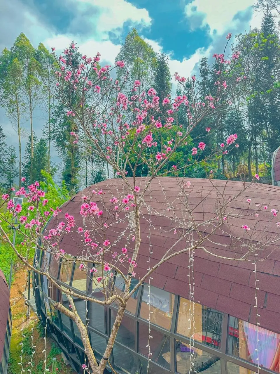 Spring in Plum Homestay Đồng Văn