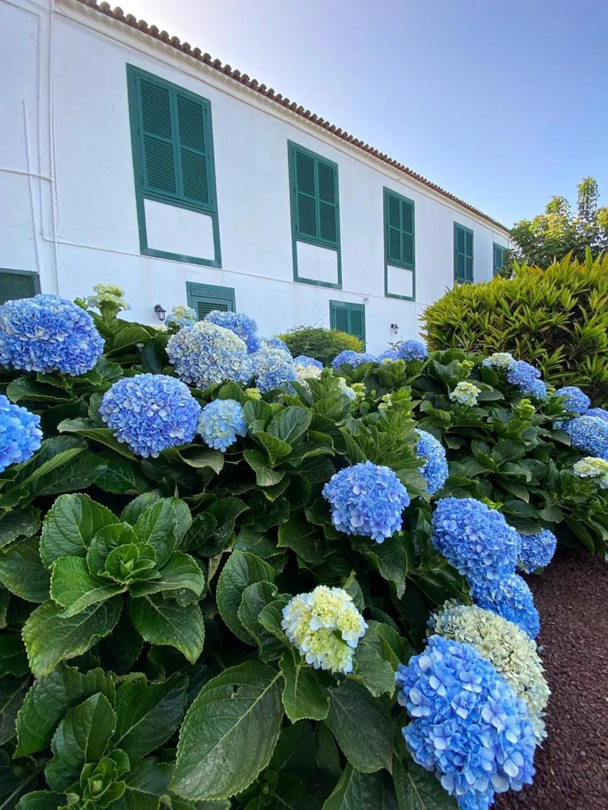 Garden in Hotel El Patio