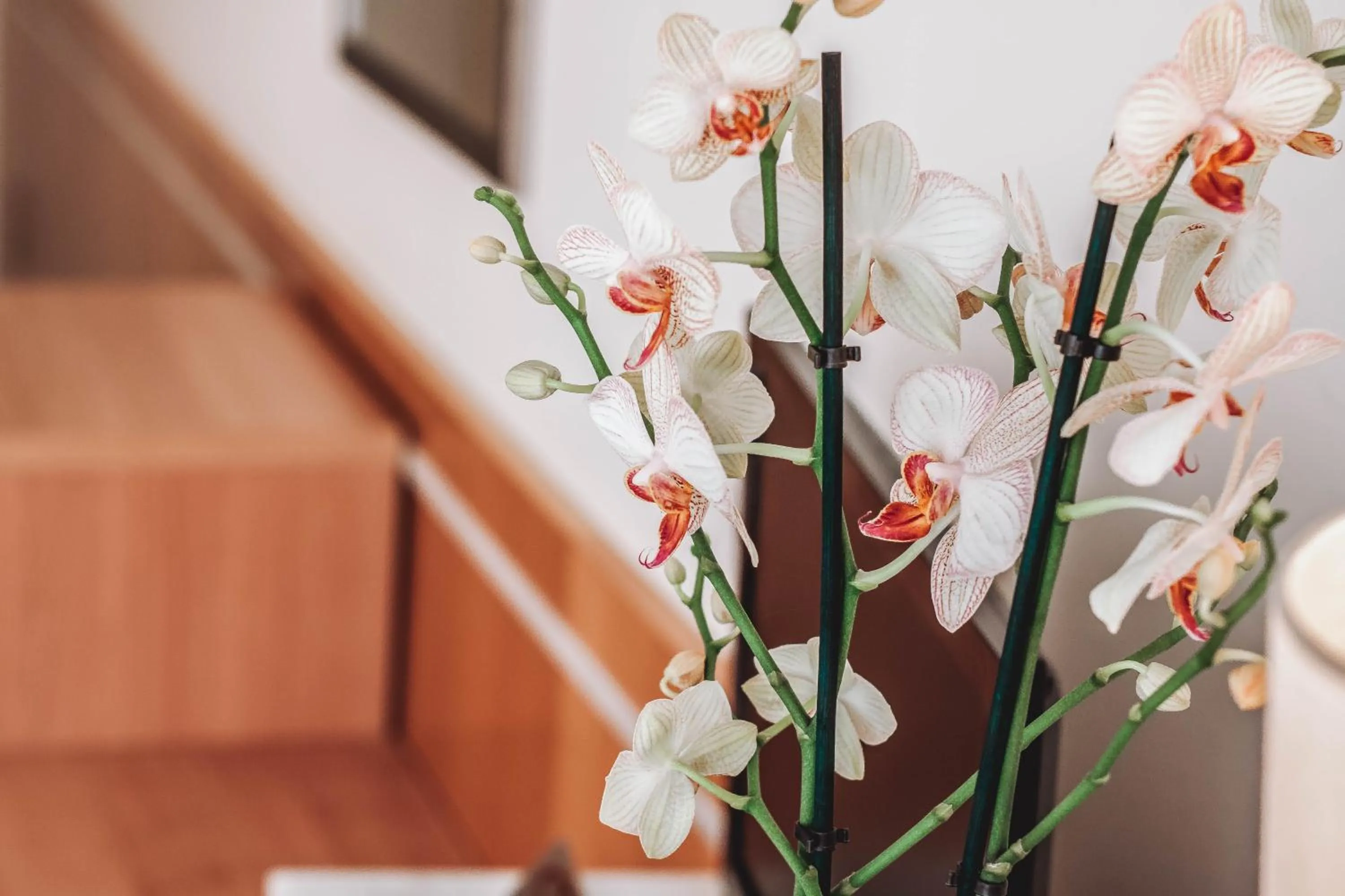 Decorative detail in Hotel Ancora
