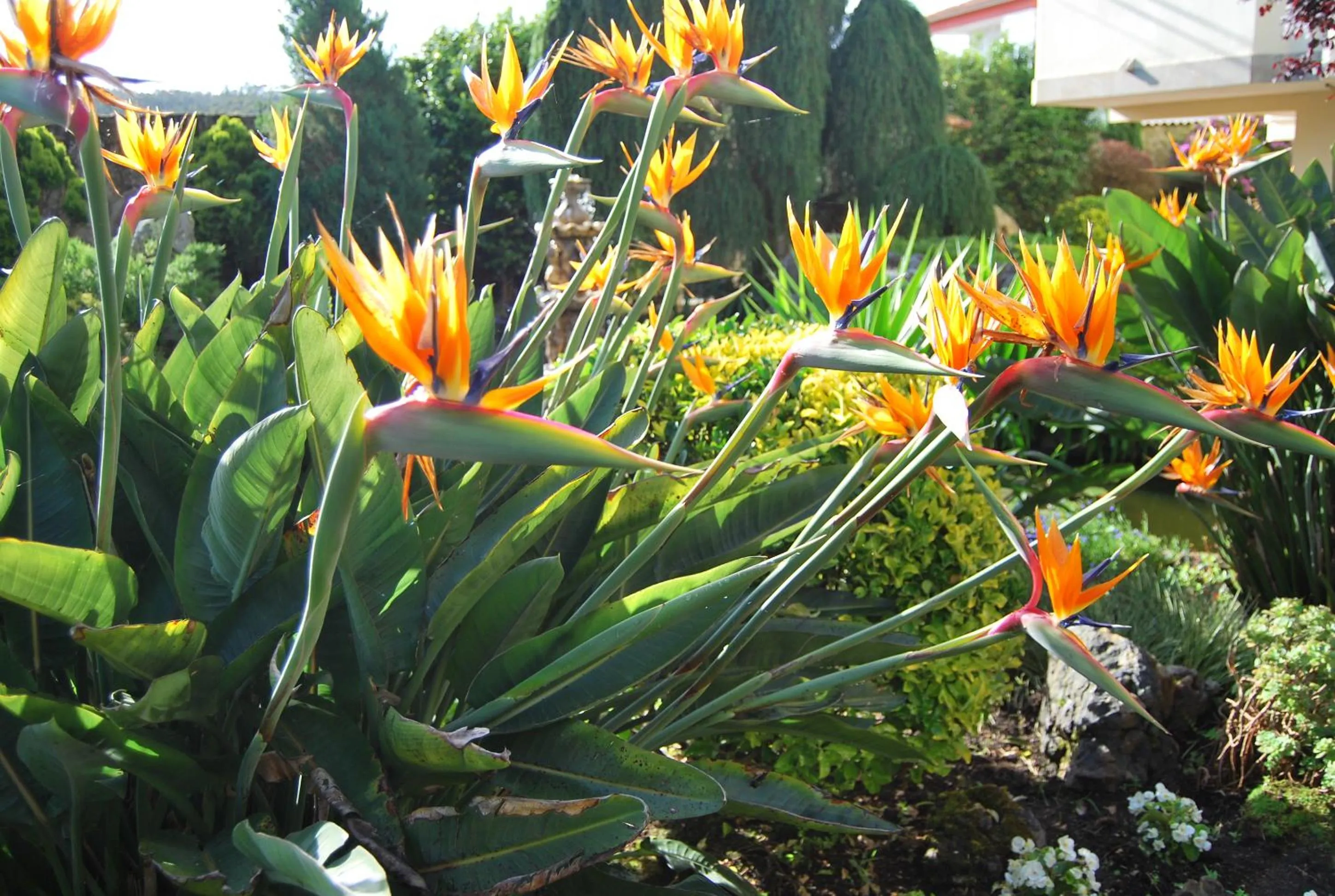 Garden in Hotel Spa Bosque mar