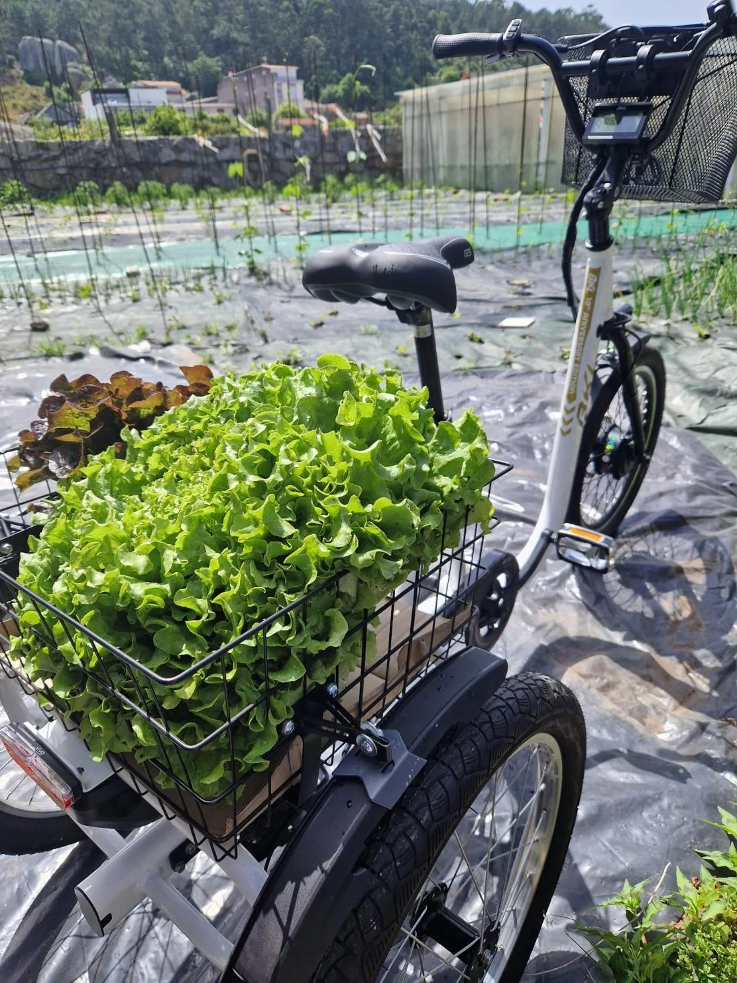 Hotel Spa Bosque mar