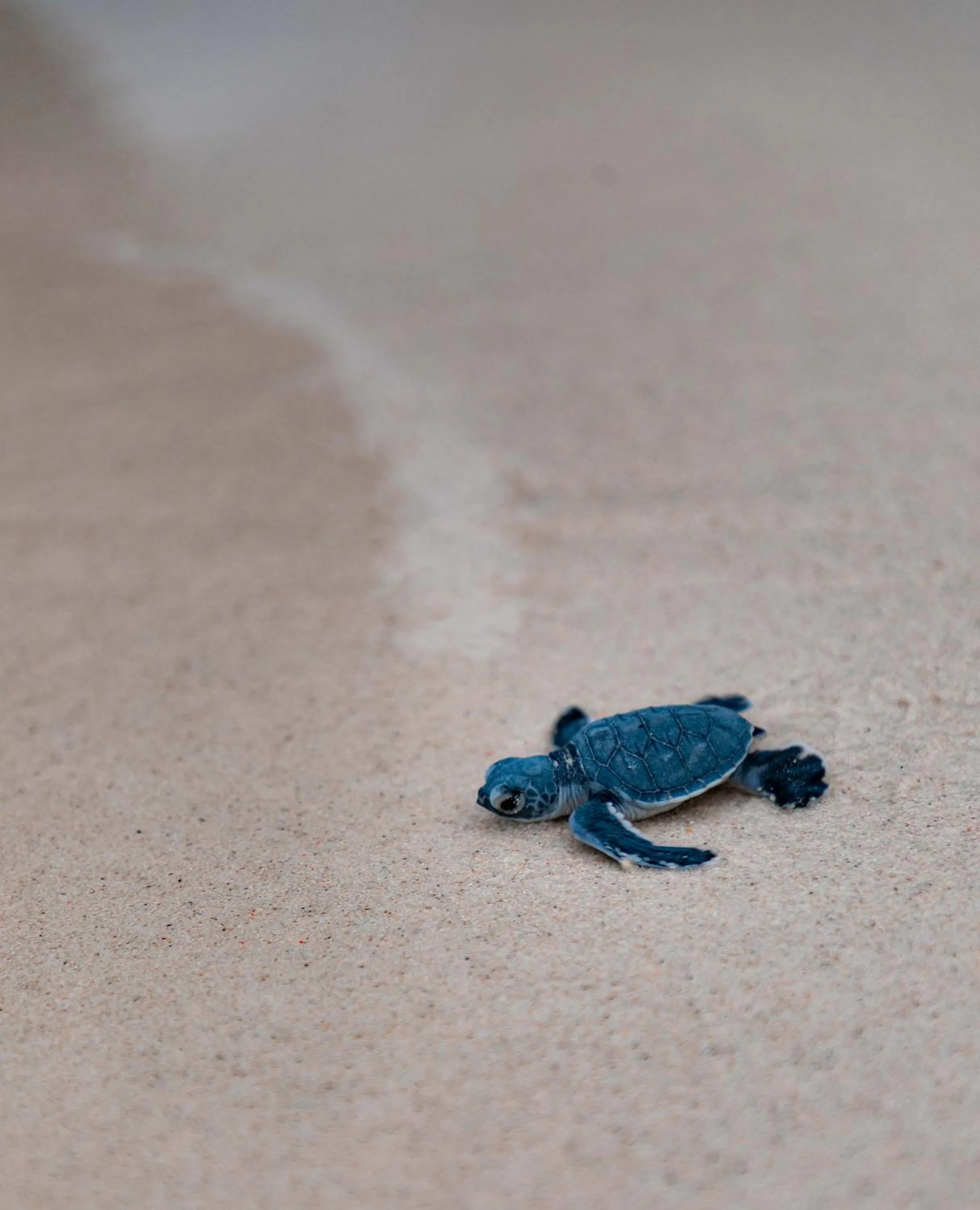 JSK Mantanani Island Resorts