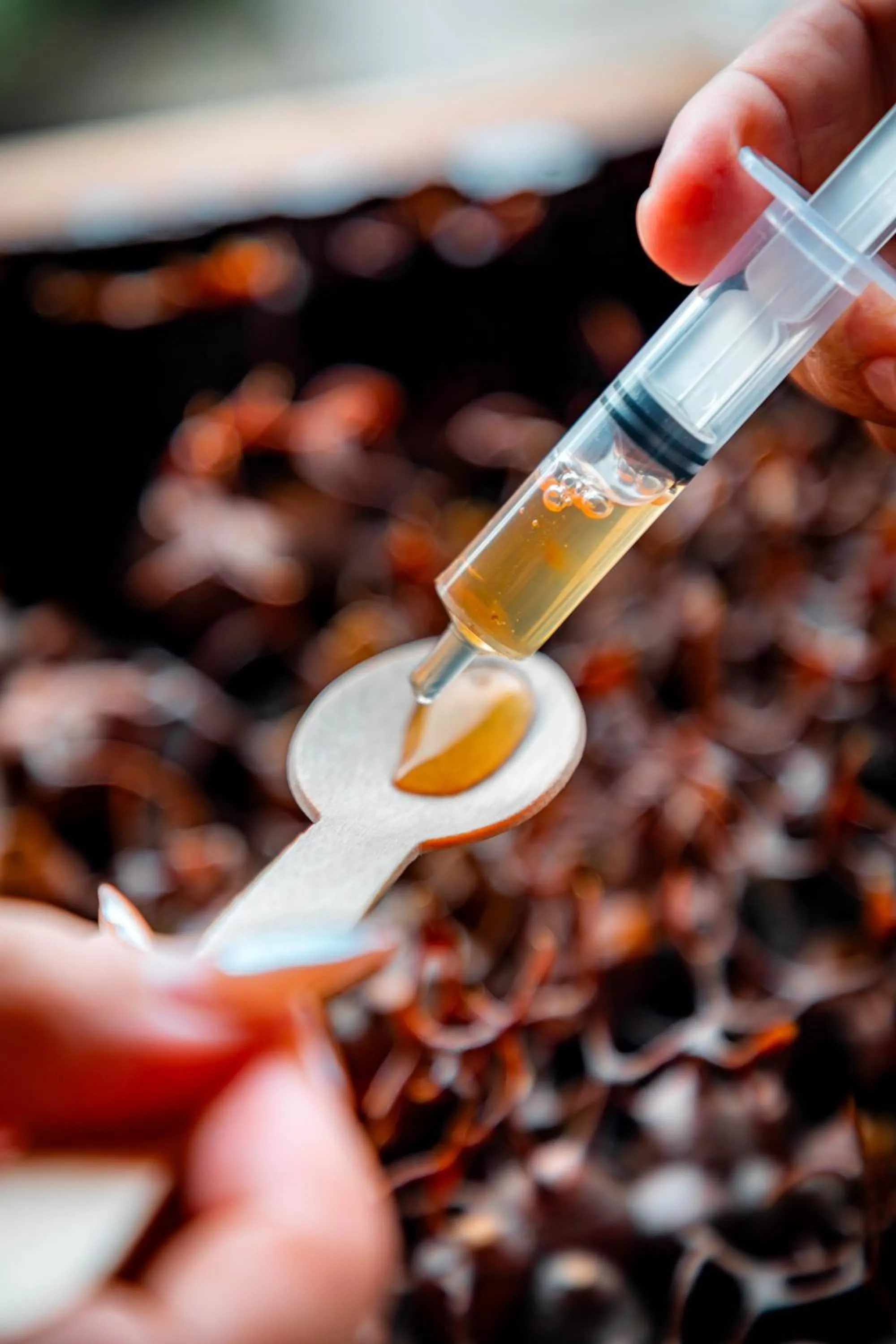 Activities in JSK Mantanani Island Resorts