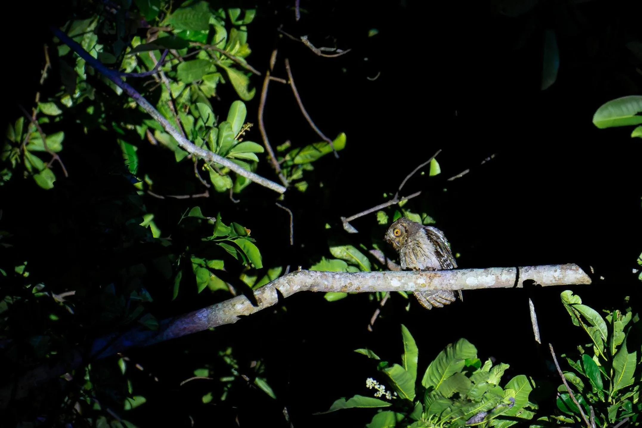 JSK Mantanani Island Resorts