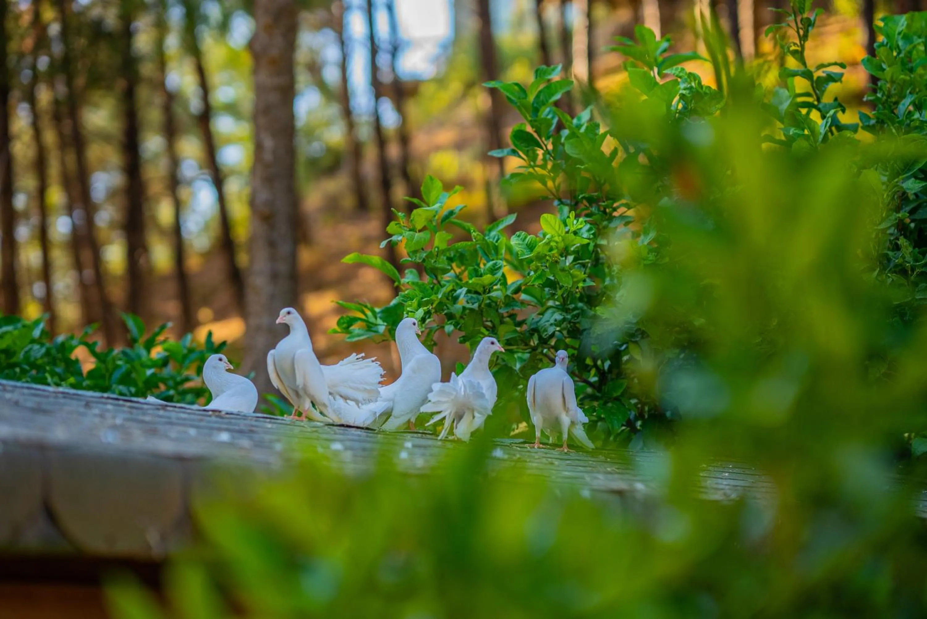 Kairos Valley Wellness & Longevity