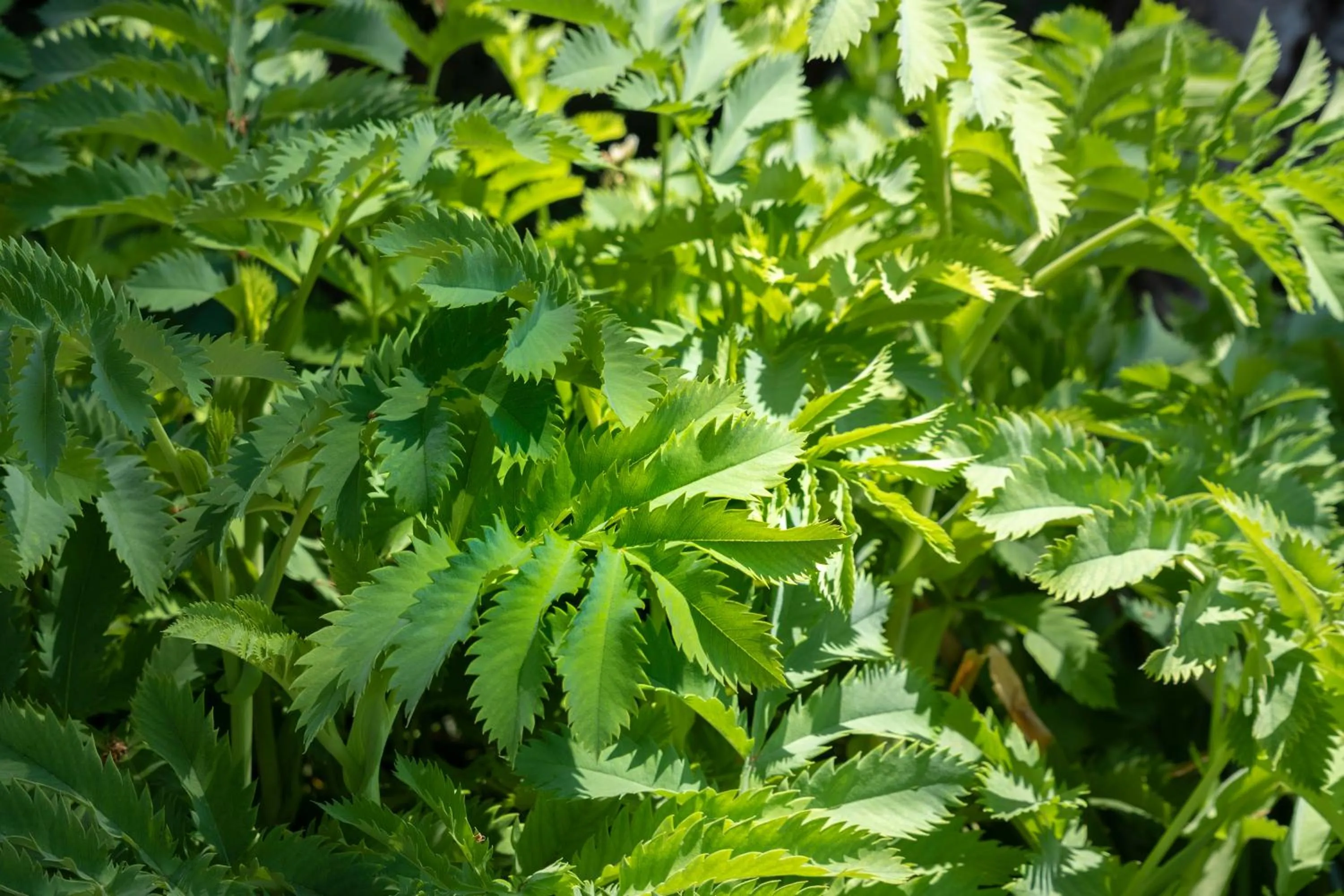 Garden in Suites Cortijo Fontanilla
