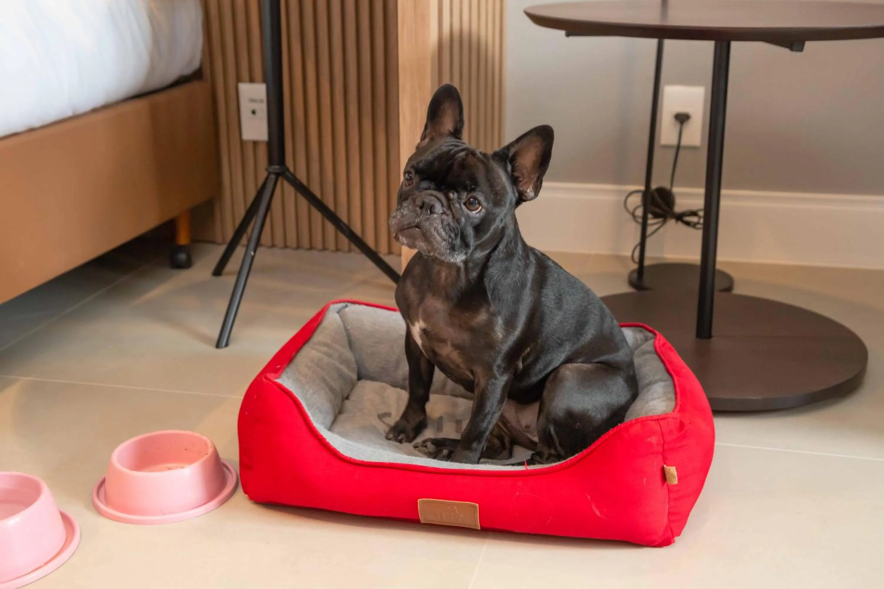 pet friendly in Hilton Garden Inn São José do Rio Preto