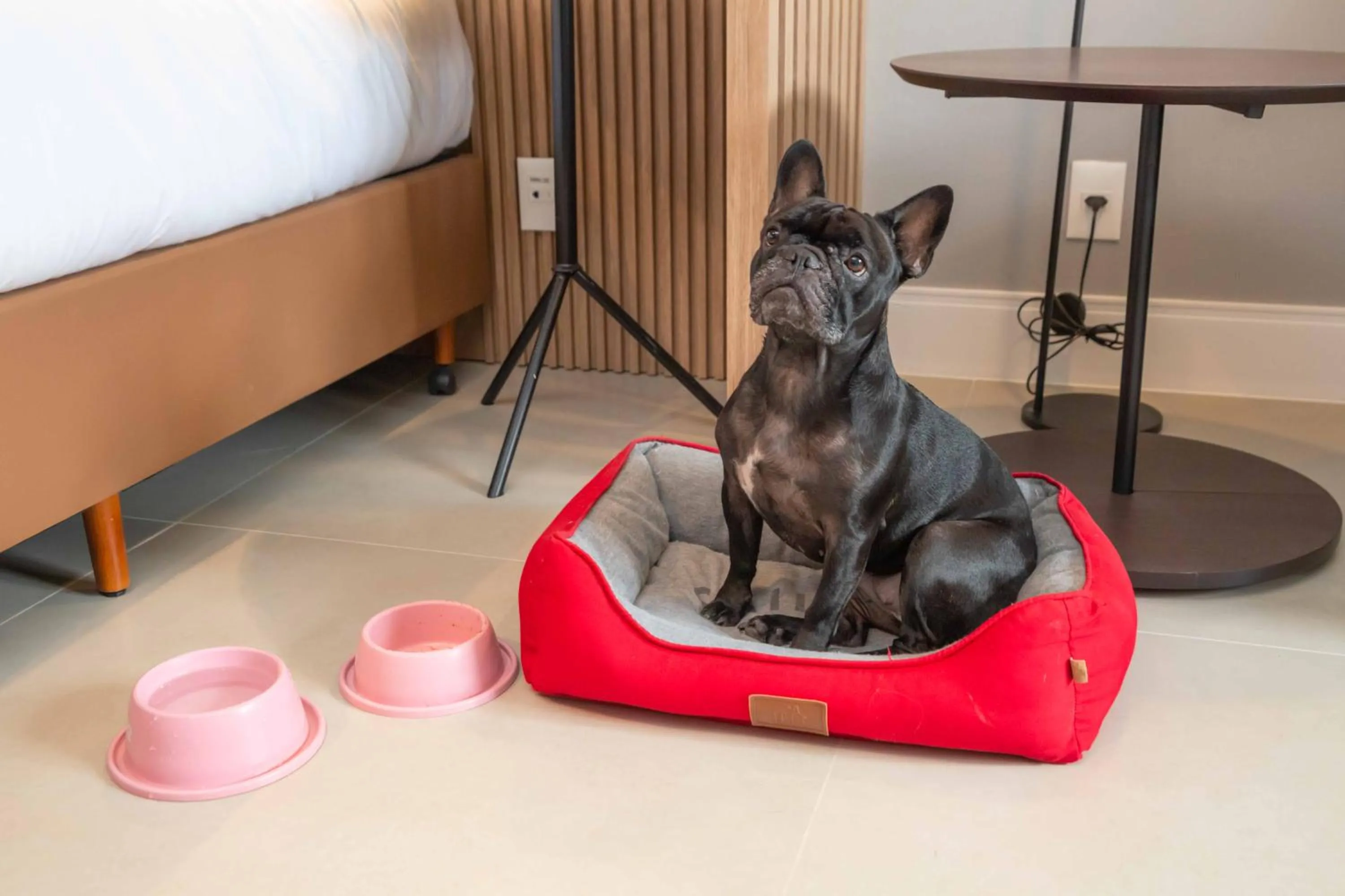 pet friendly in Hilton Garden Inn São José do Rio Preto