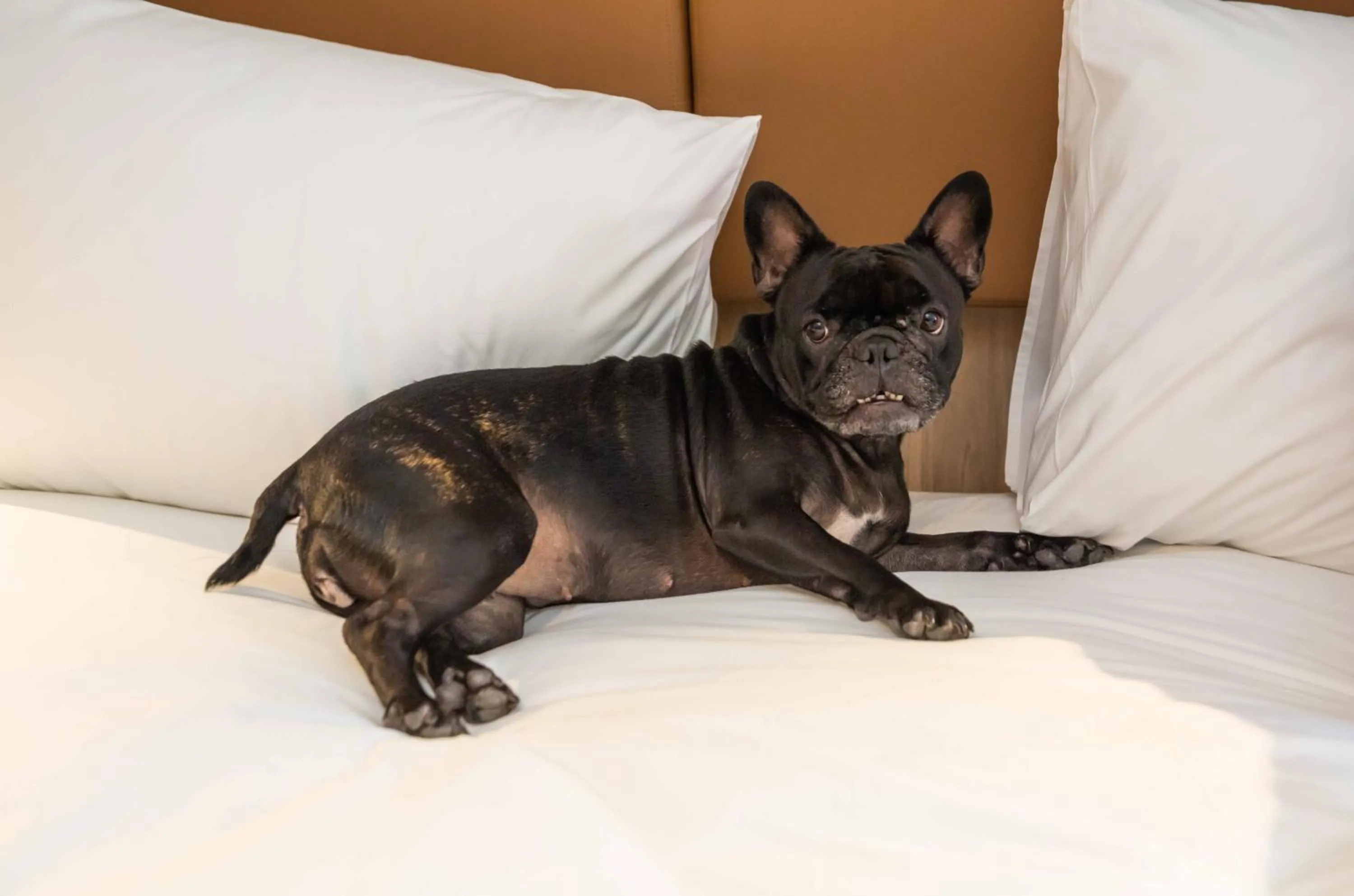 pet friendly, Bed in Hilton Garden Inn São José do Rio Preto