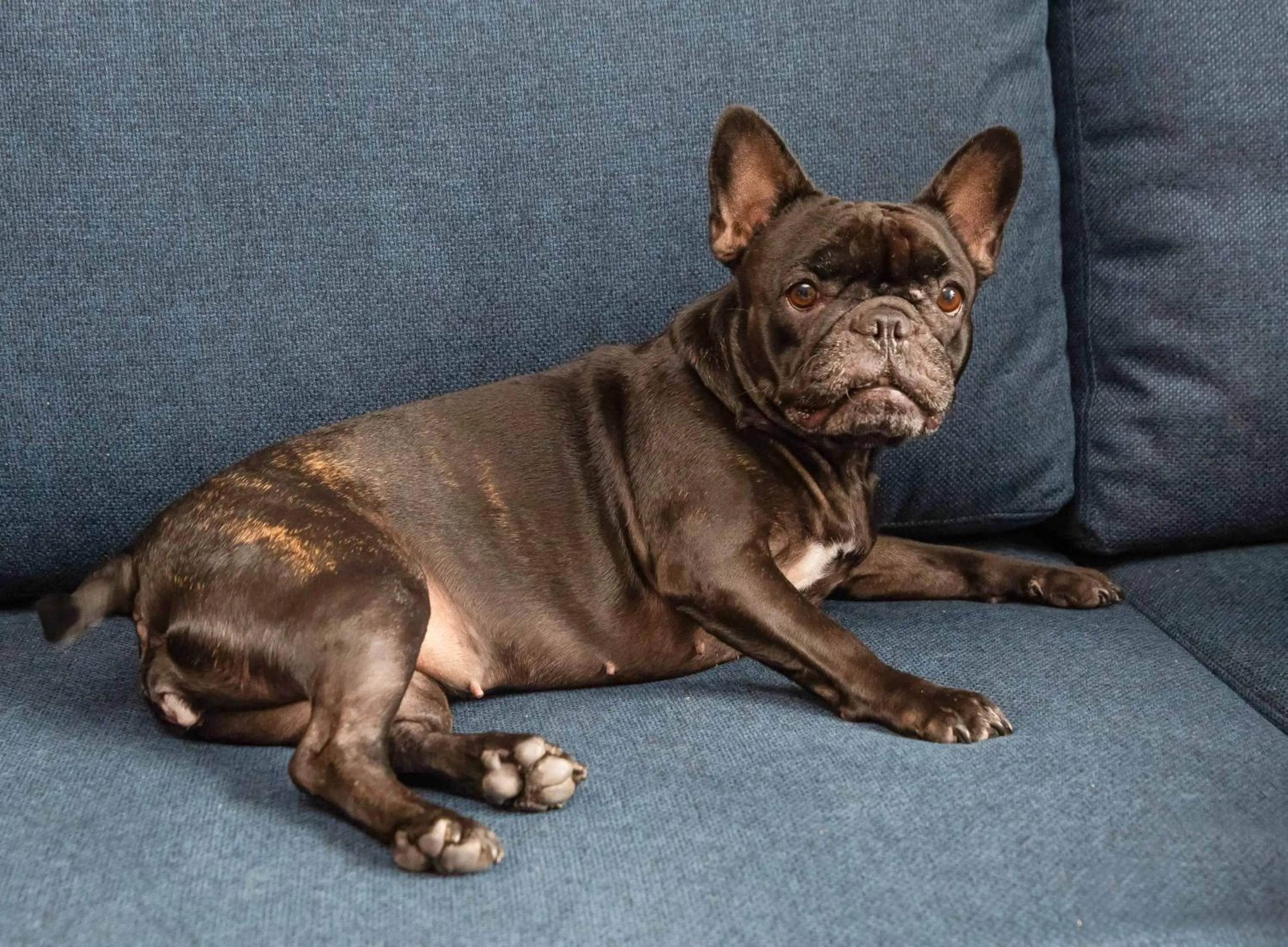 pet friendly in Hilton Garden Inn São José do Rio Preto