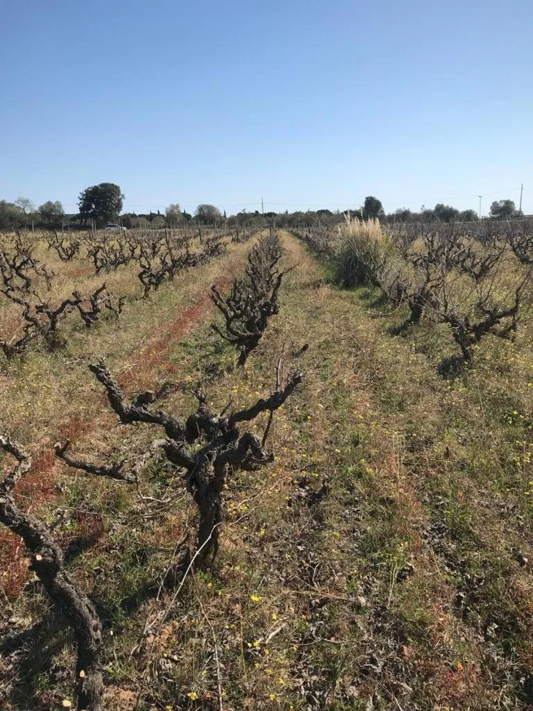 Natural landscape in Hotel Spa Pinar del Mar