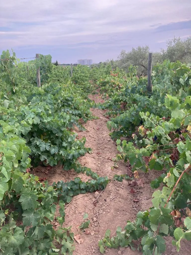 Spring in Hotel Spa Pinar del Mar