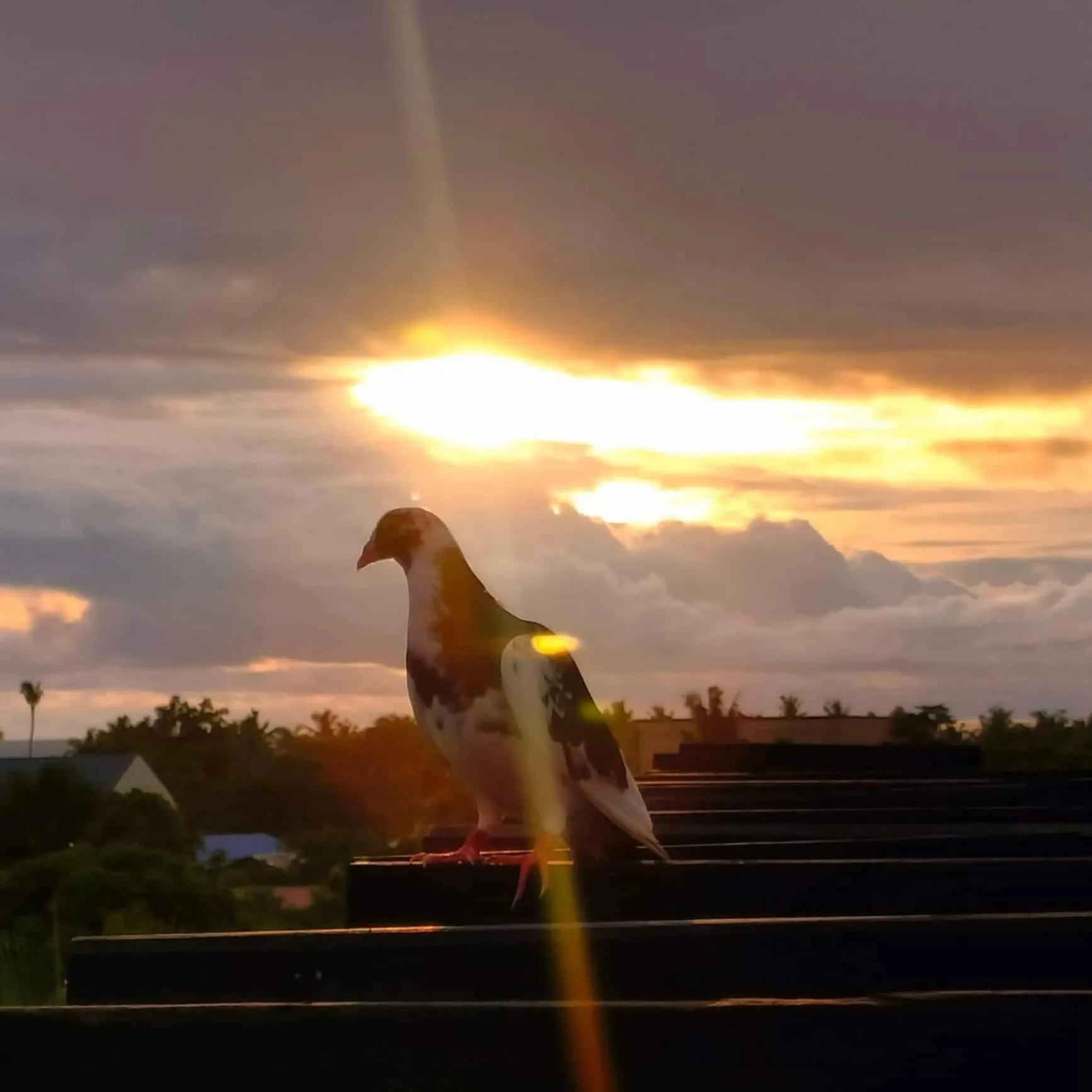 Day in Endless Summer Hotel Baler