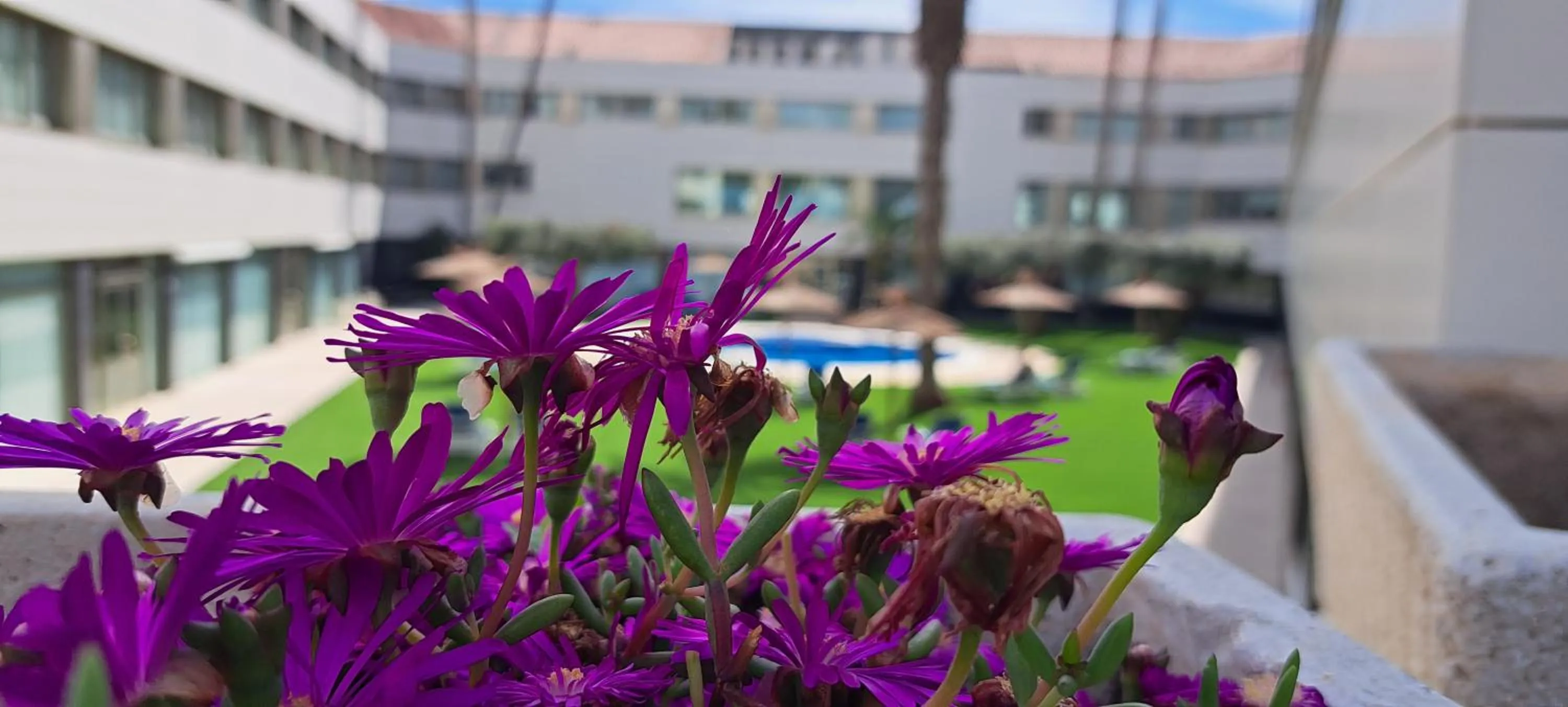 Garden view in Daniya Alicante