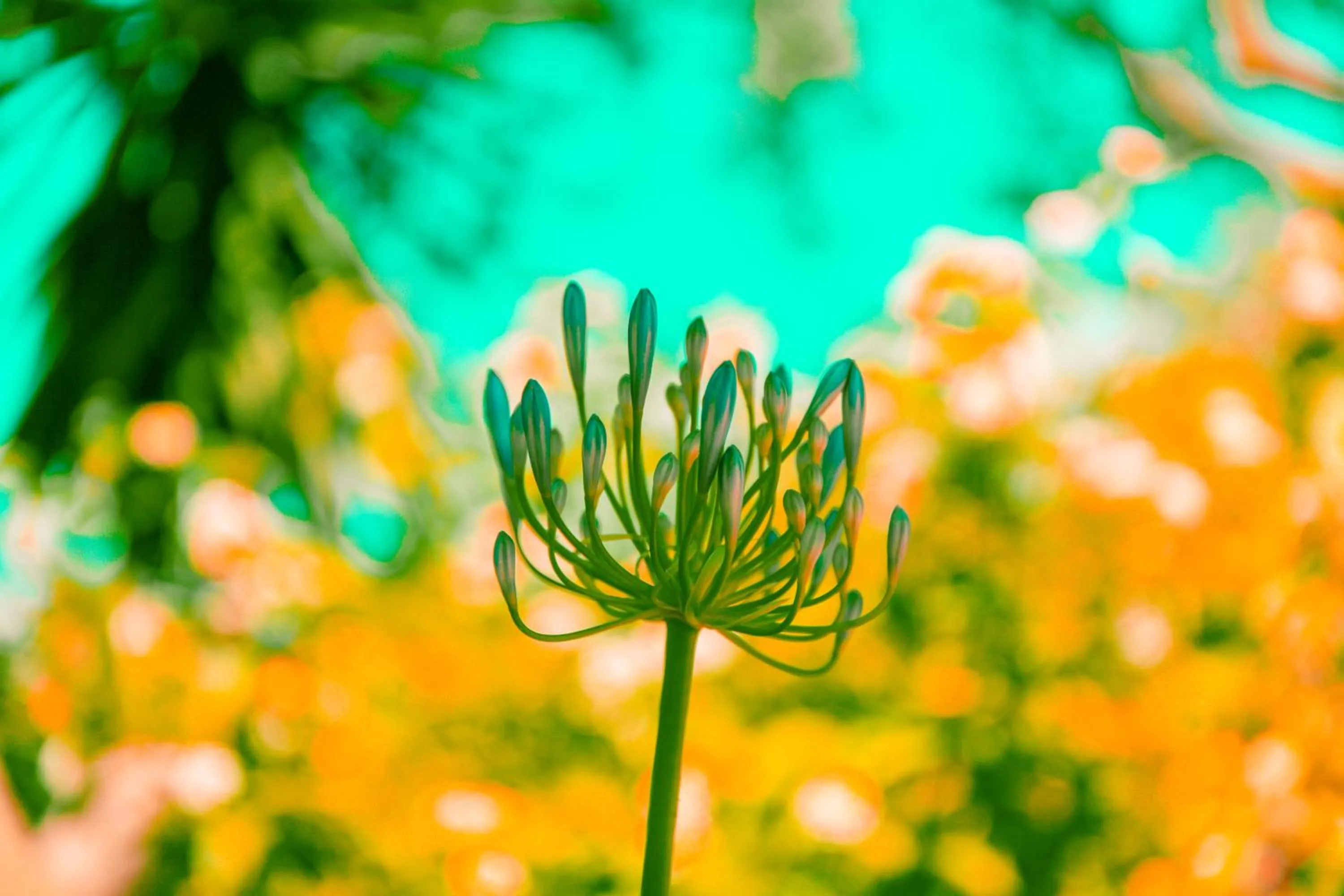 Garden in Can Arabí - Adults Only