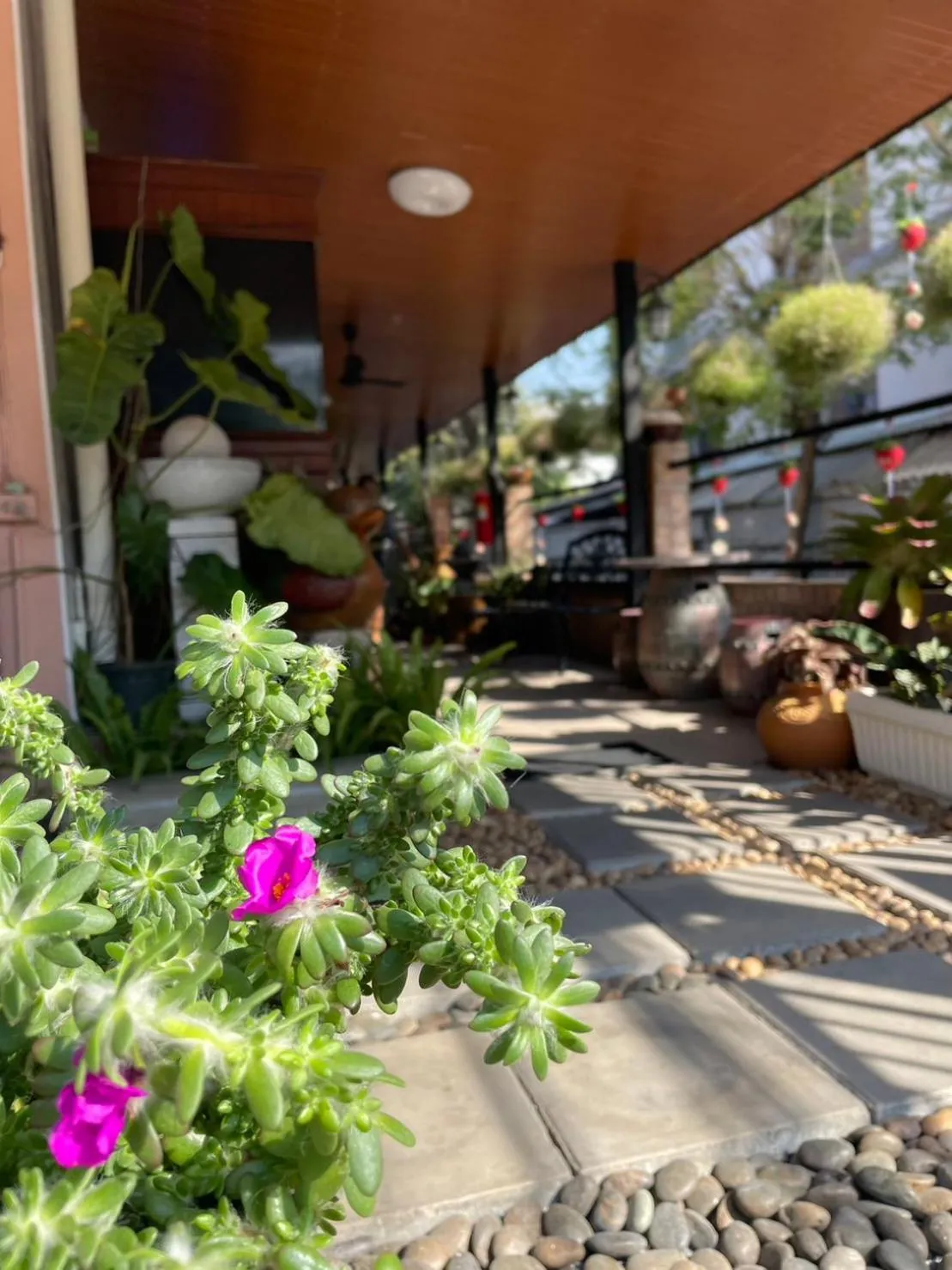 Garden in 66 Apartment