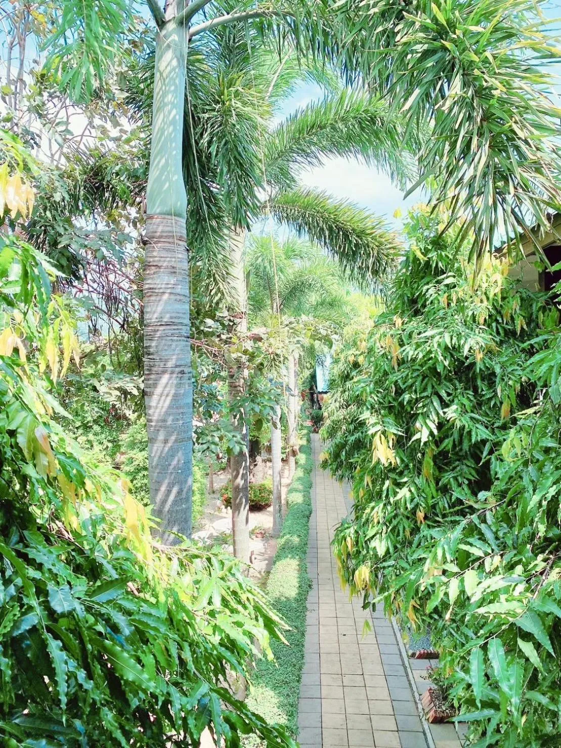 Natural landscape in Baan Karnjana Hotel Samui