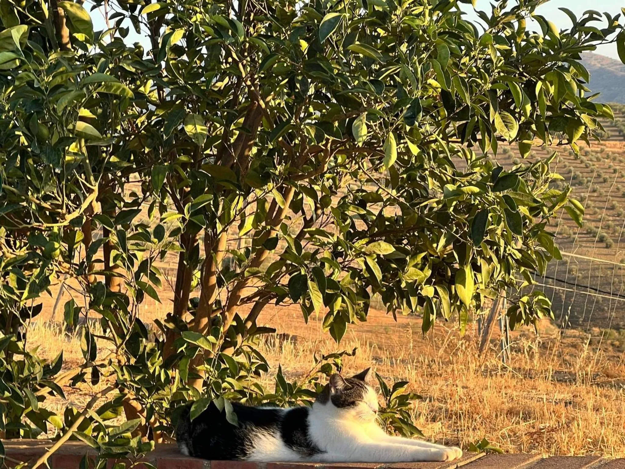Garden view in B&B Casa Loré D'or