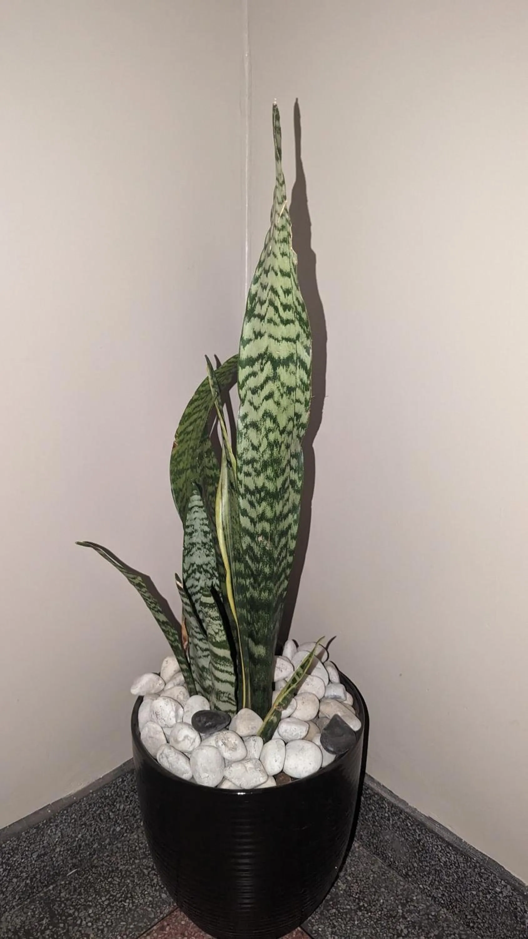 Decorative detail in Mufasa city Hostel and Apartments